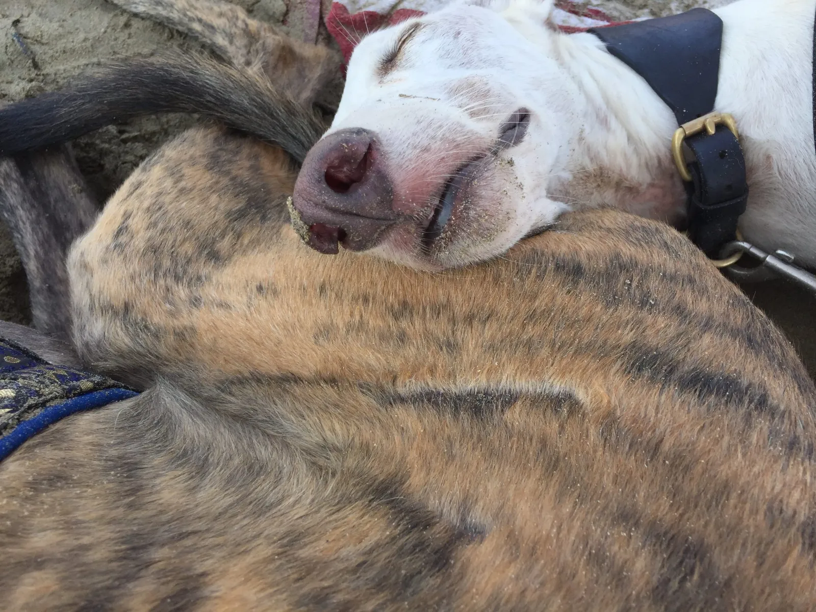 Urlaub mit Hund in Italien - Spanische Galgos in Cavallino-Treporti