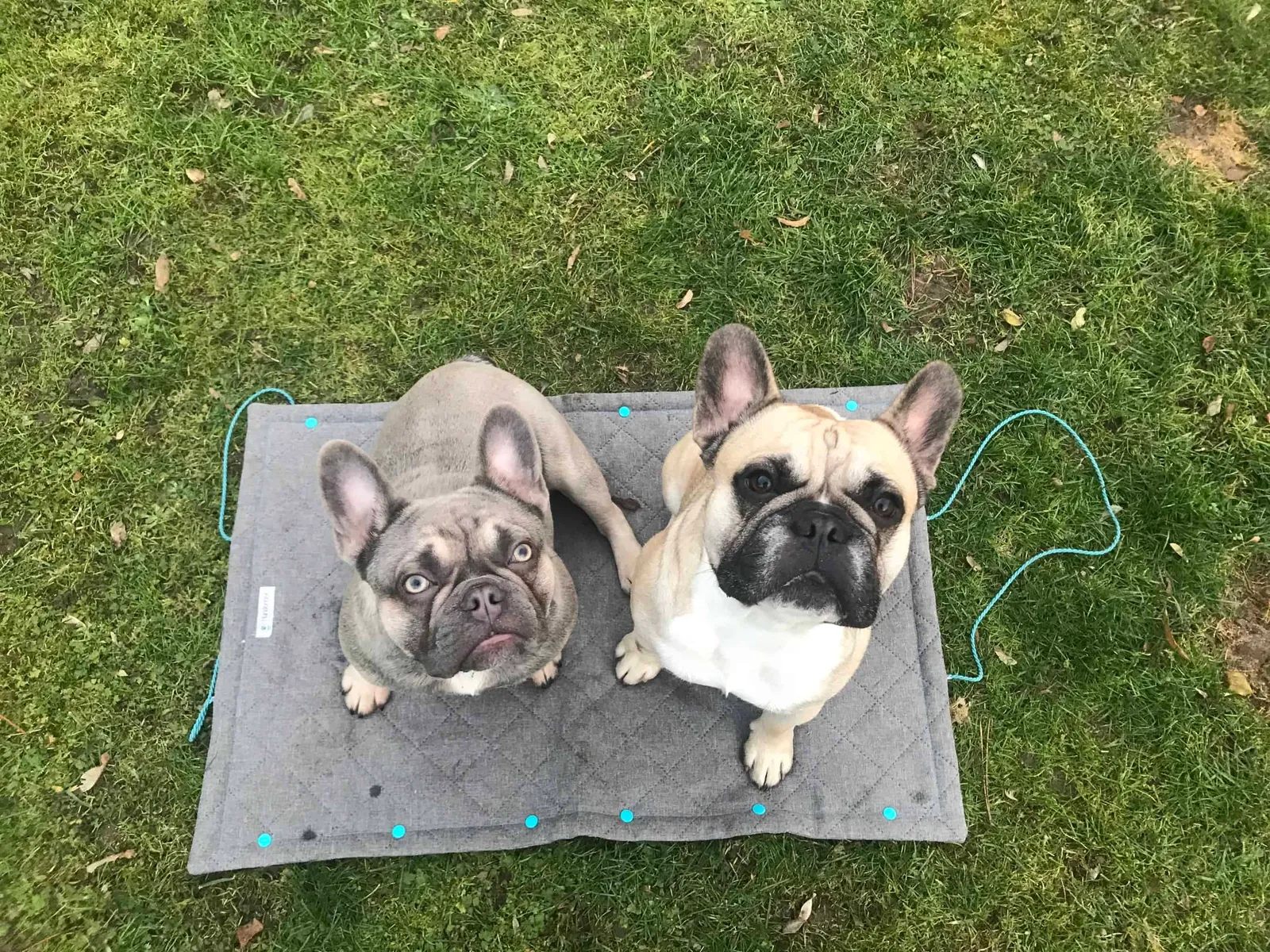 Archie, die französische Bulldogge aus dem Tierheim