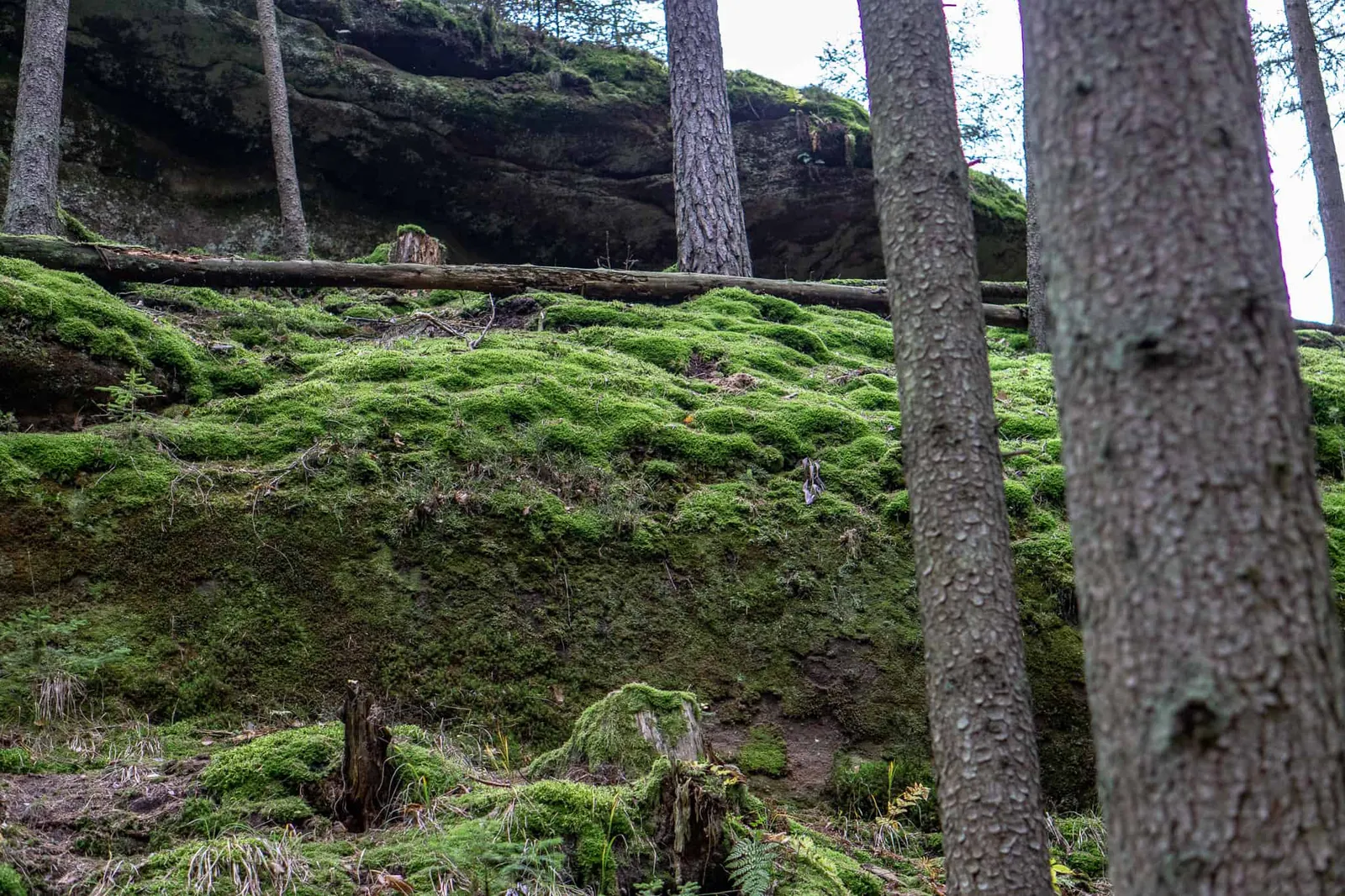 Hundereise Wandern Schwarzach Deutschland