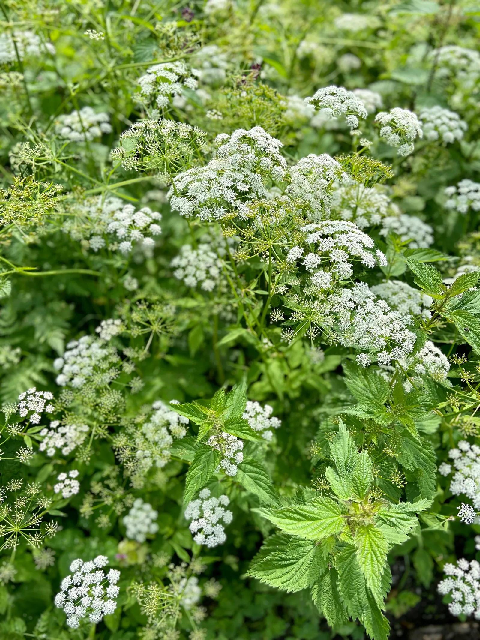 Blumen