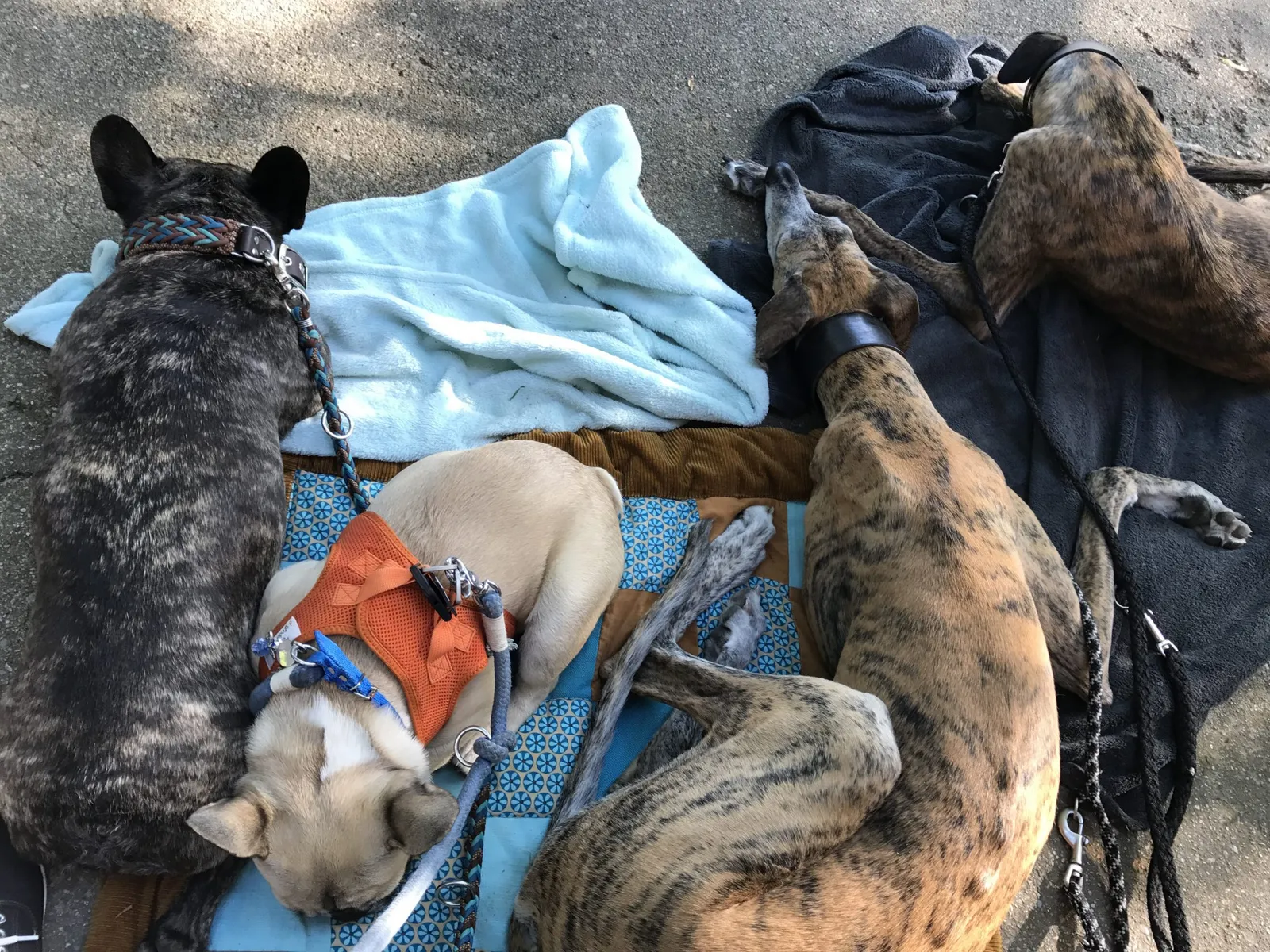 Intensiv Seminar Mensch-Hund-Beziehung