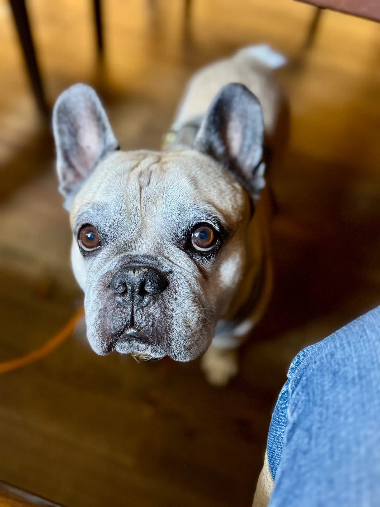 Eine Französische Bulldogge schaut von unten direkt in die Kamera.