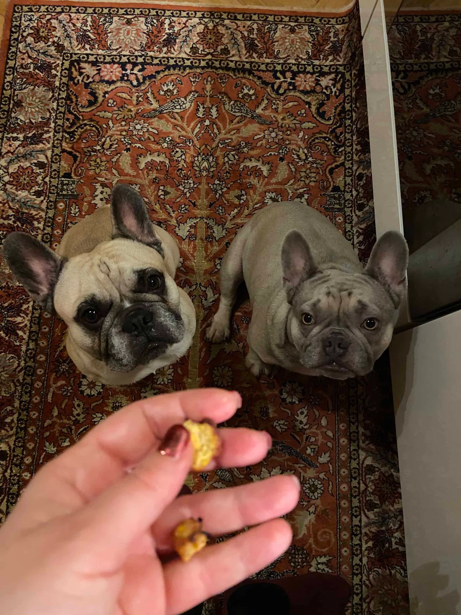 Murphy und Archie warten auf das Huhn Karotten Bällchen