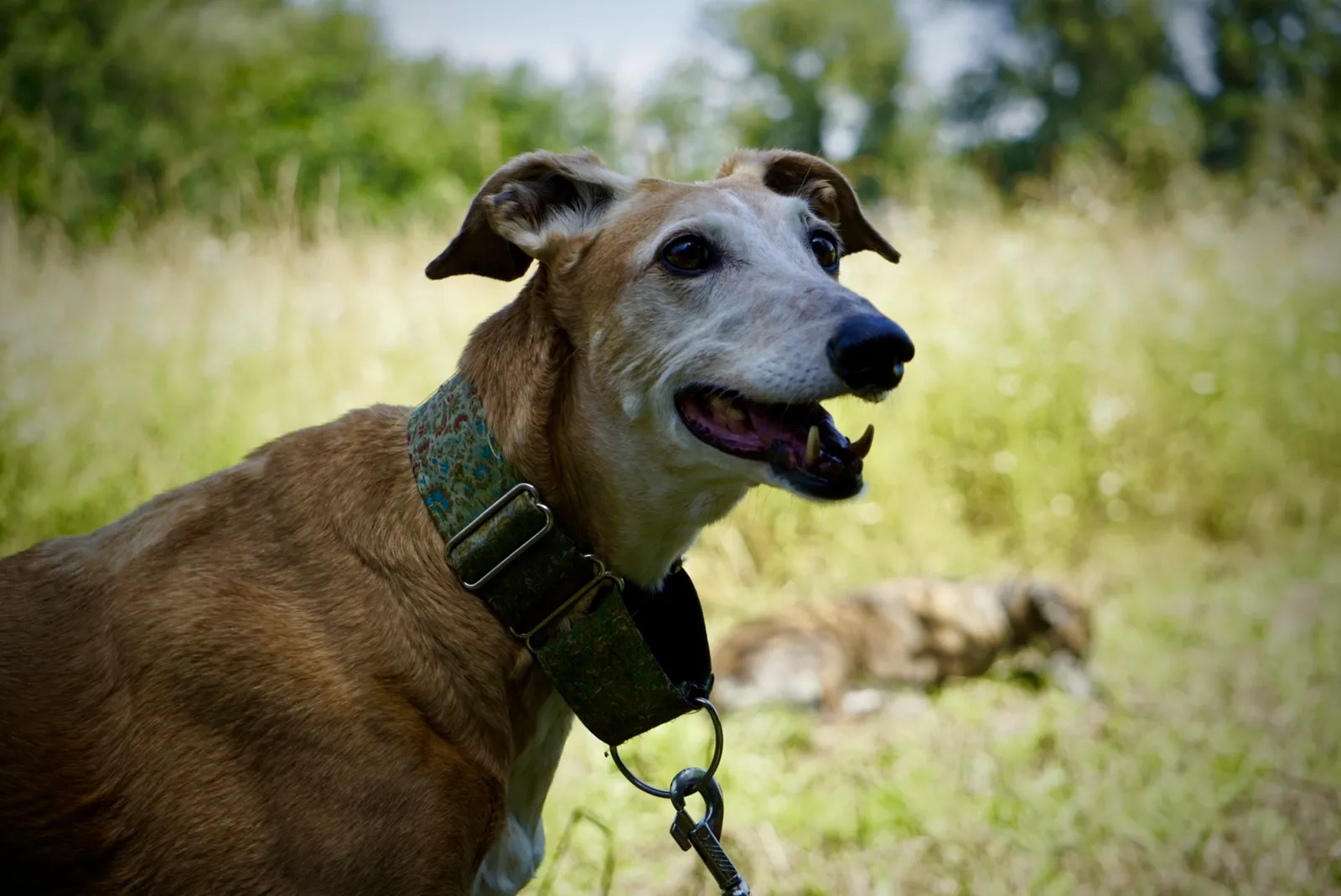 Greyhound