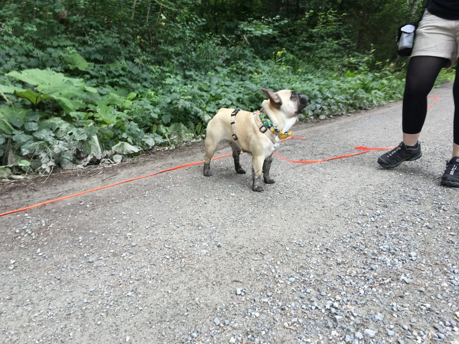 Urlaub mit Hund am Weissensee, Kärnten