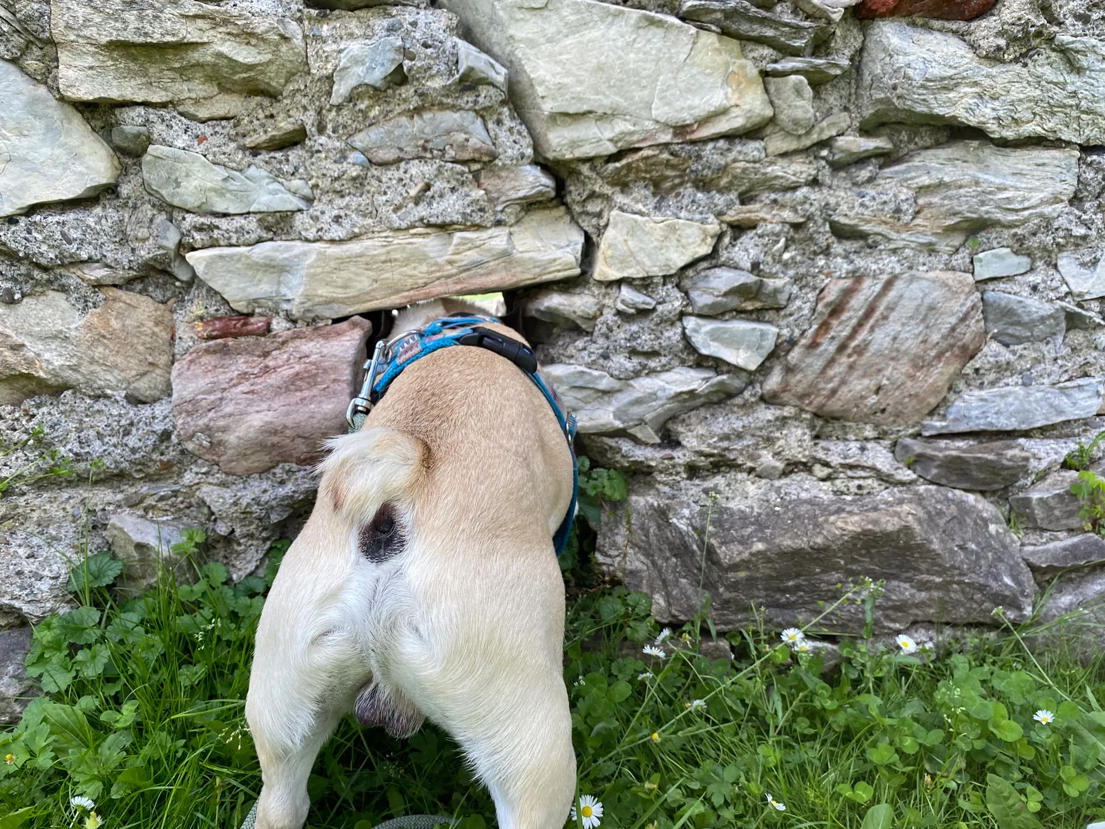 Burgruine Obervoitsberg Murphy Guckloch