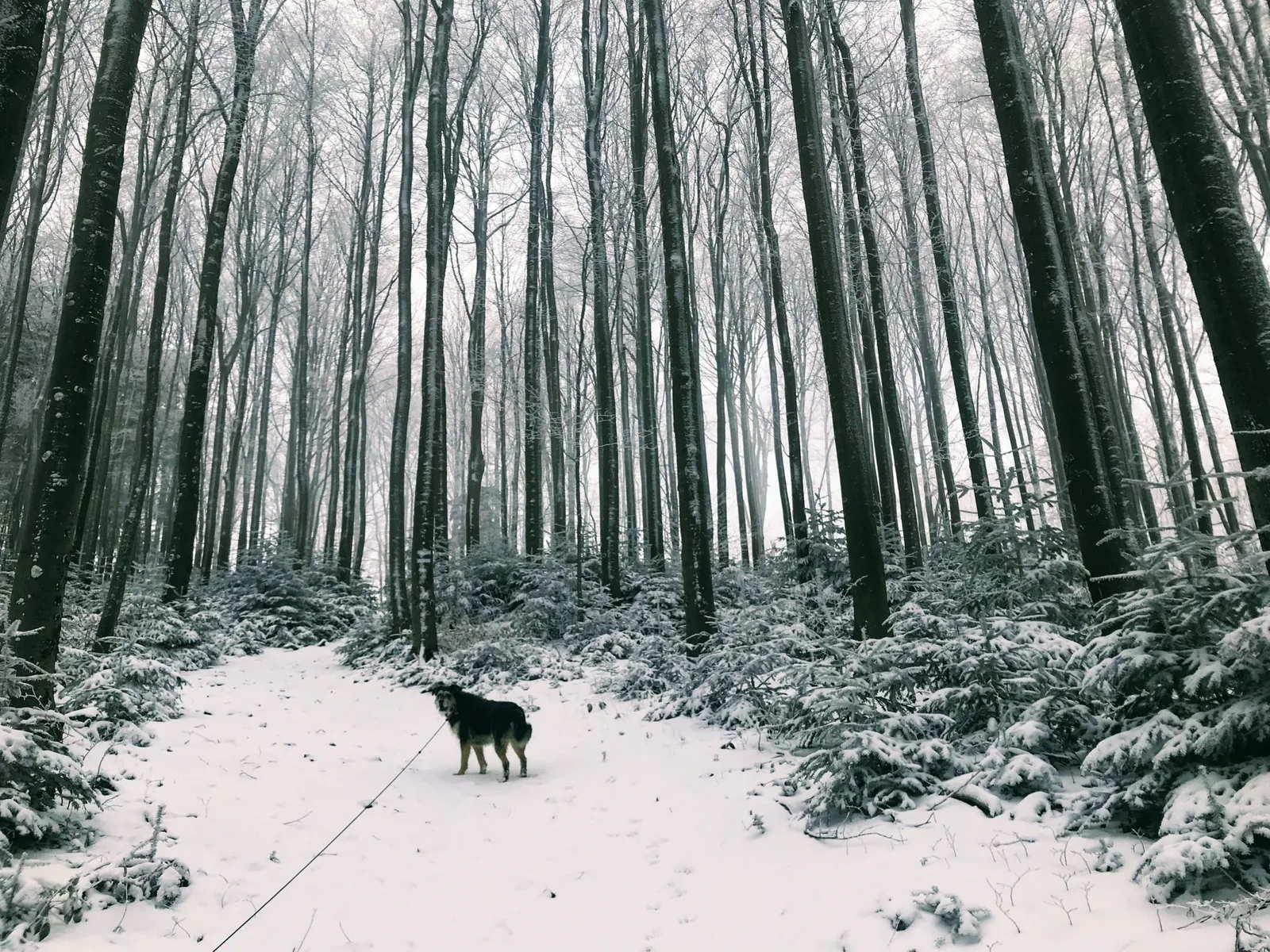 Hundewanderung