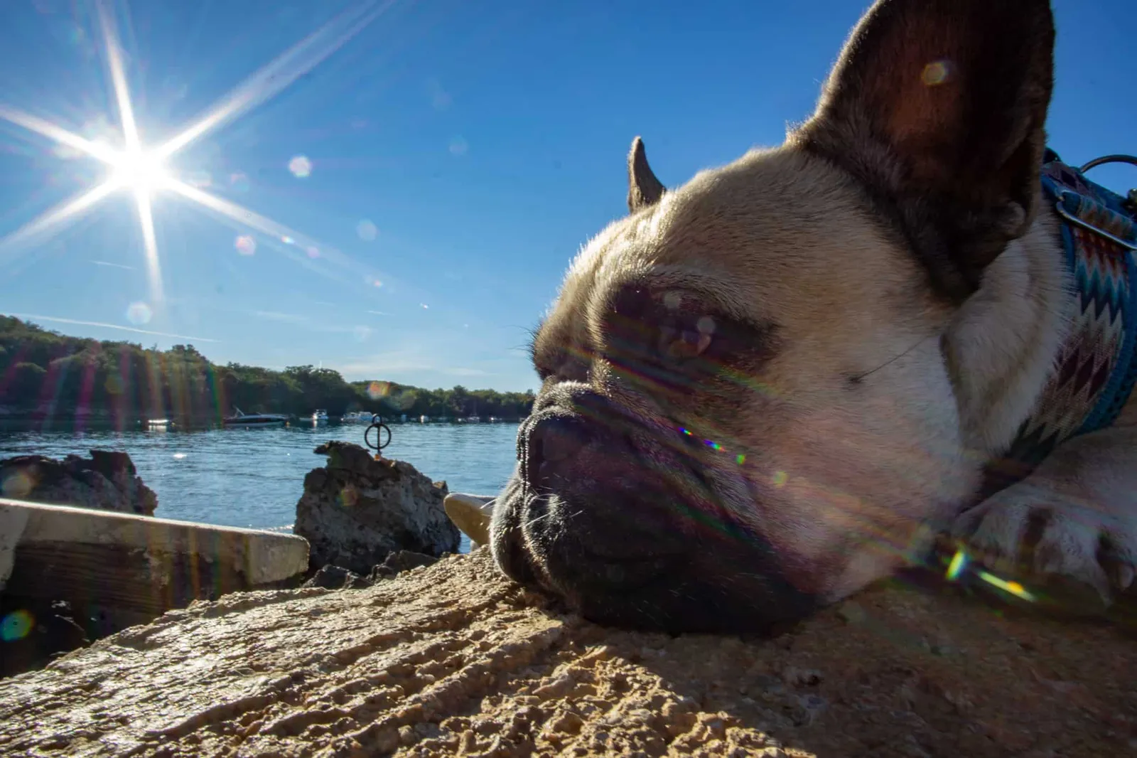 Urlaub Hund Krk Kroatien