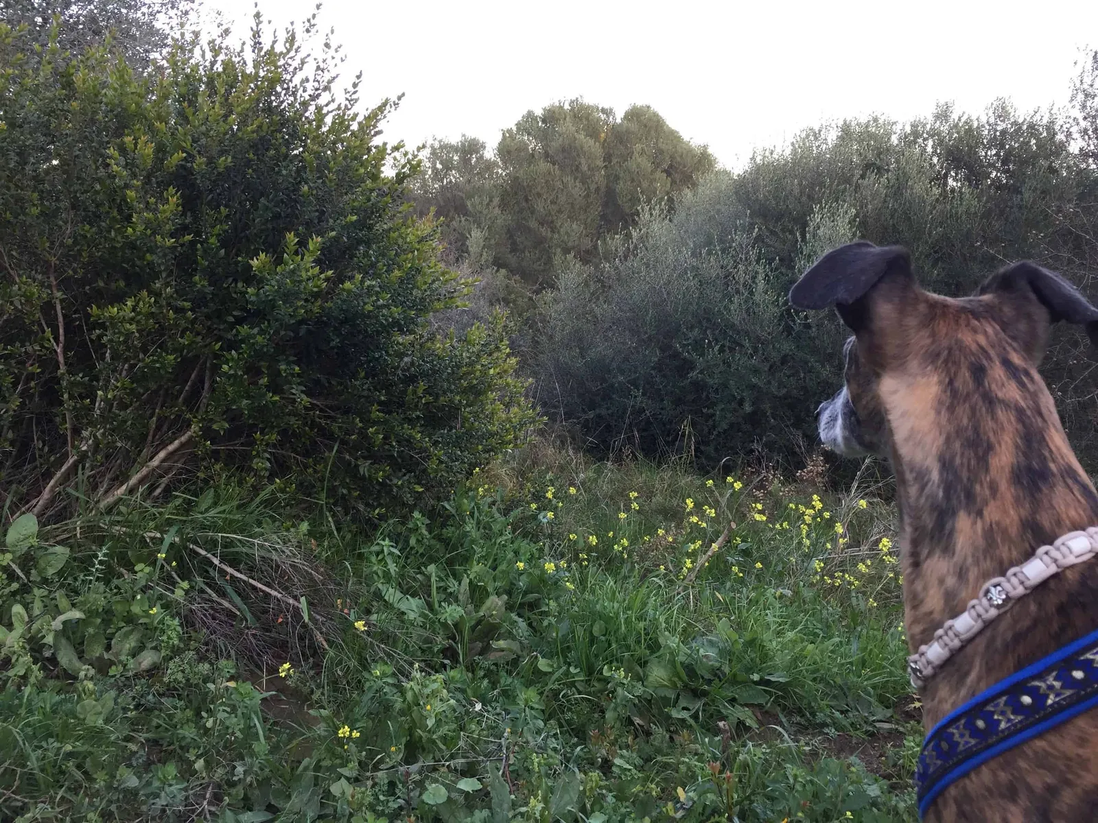 Urlaub mit Hund in Griechenland - über Aussteiger und Wanderungen