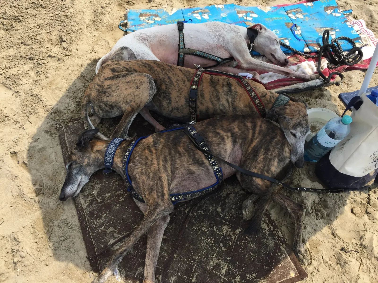 Urlaub mit Hund in Italien - Spanische Galgos in Cavallino-Treporti
