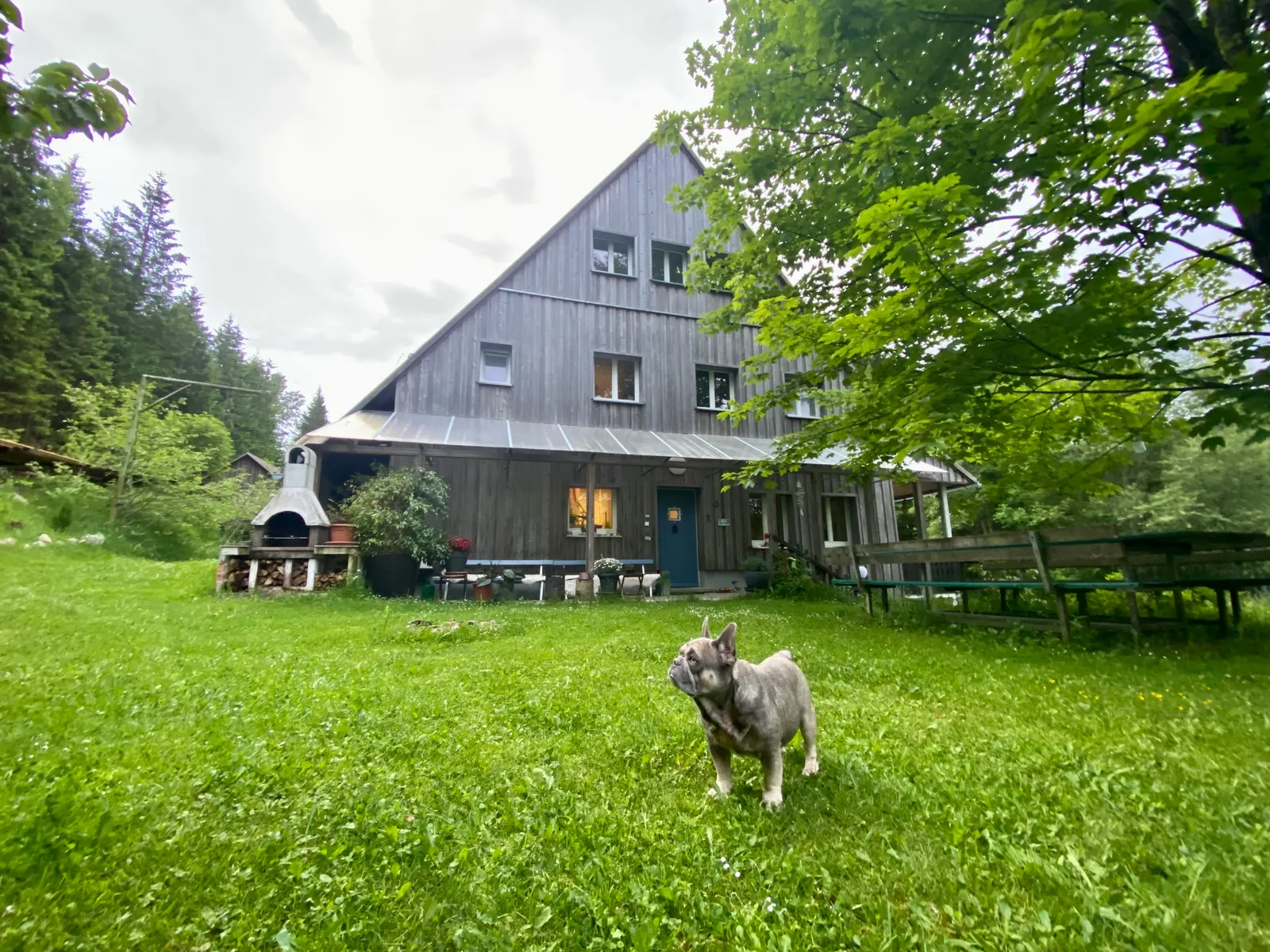 Archie im Garten vor dem Haus