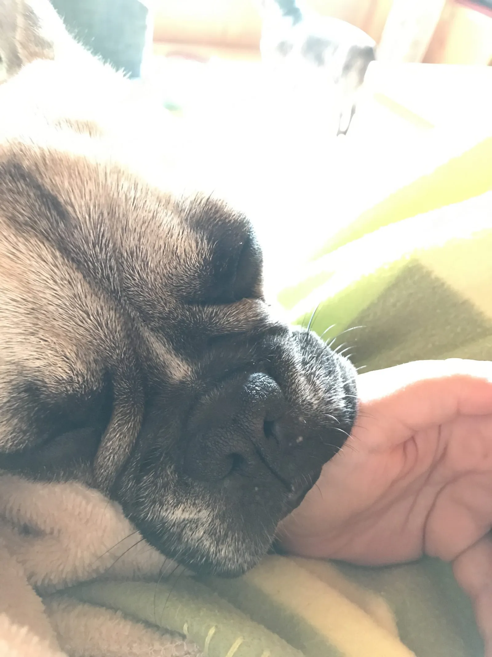 Urlaub mit Hund am Weissensee, Kärnten