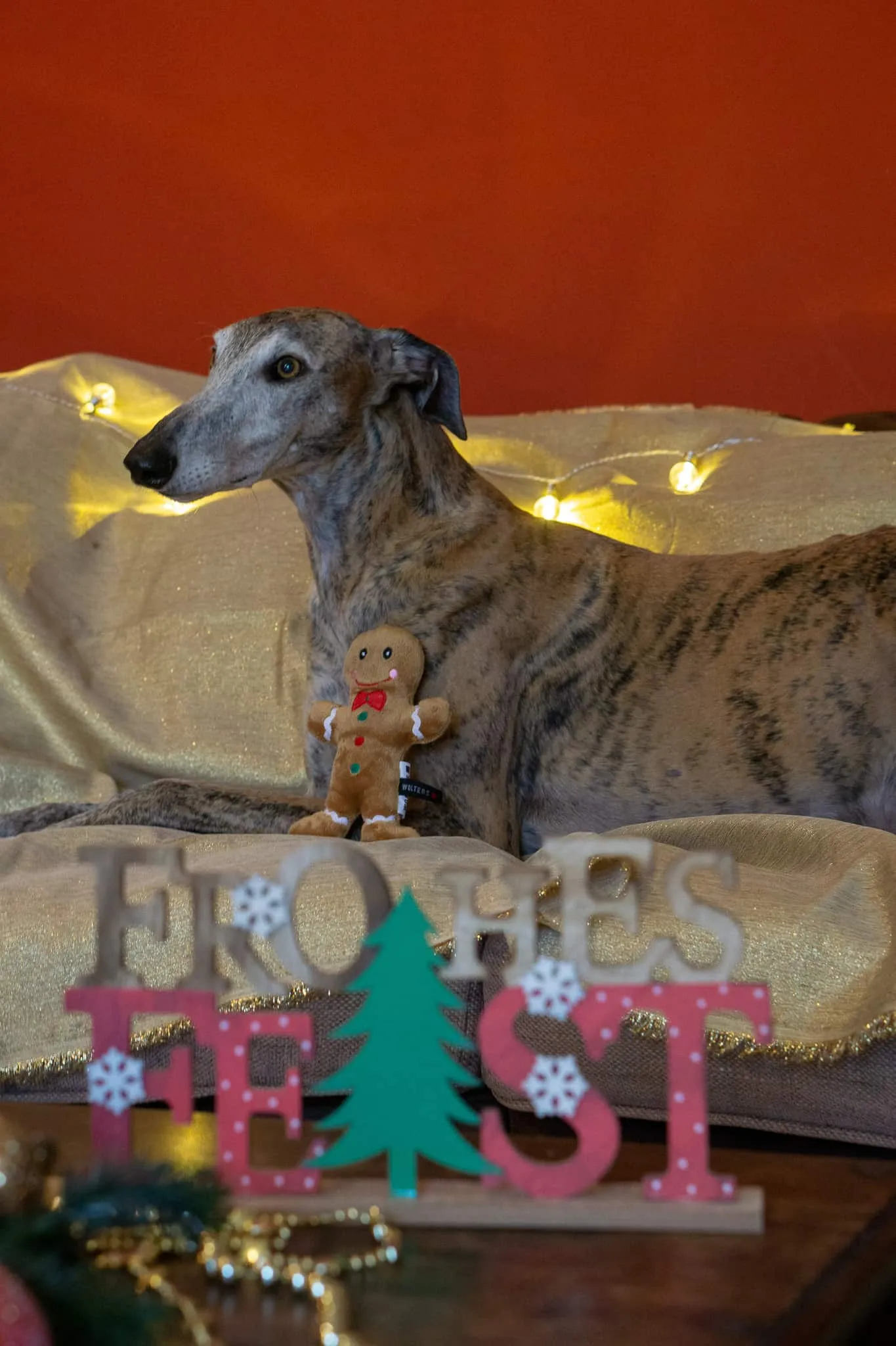 Murphy und die heiligen 3 Galgos - Tiago