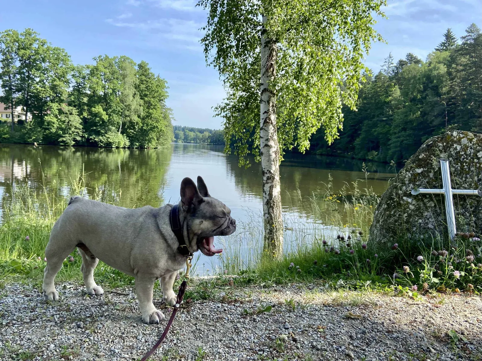 Archie gähnt vor dem Herrensee