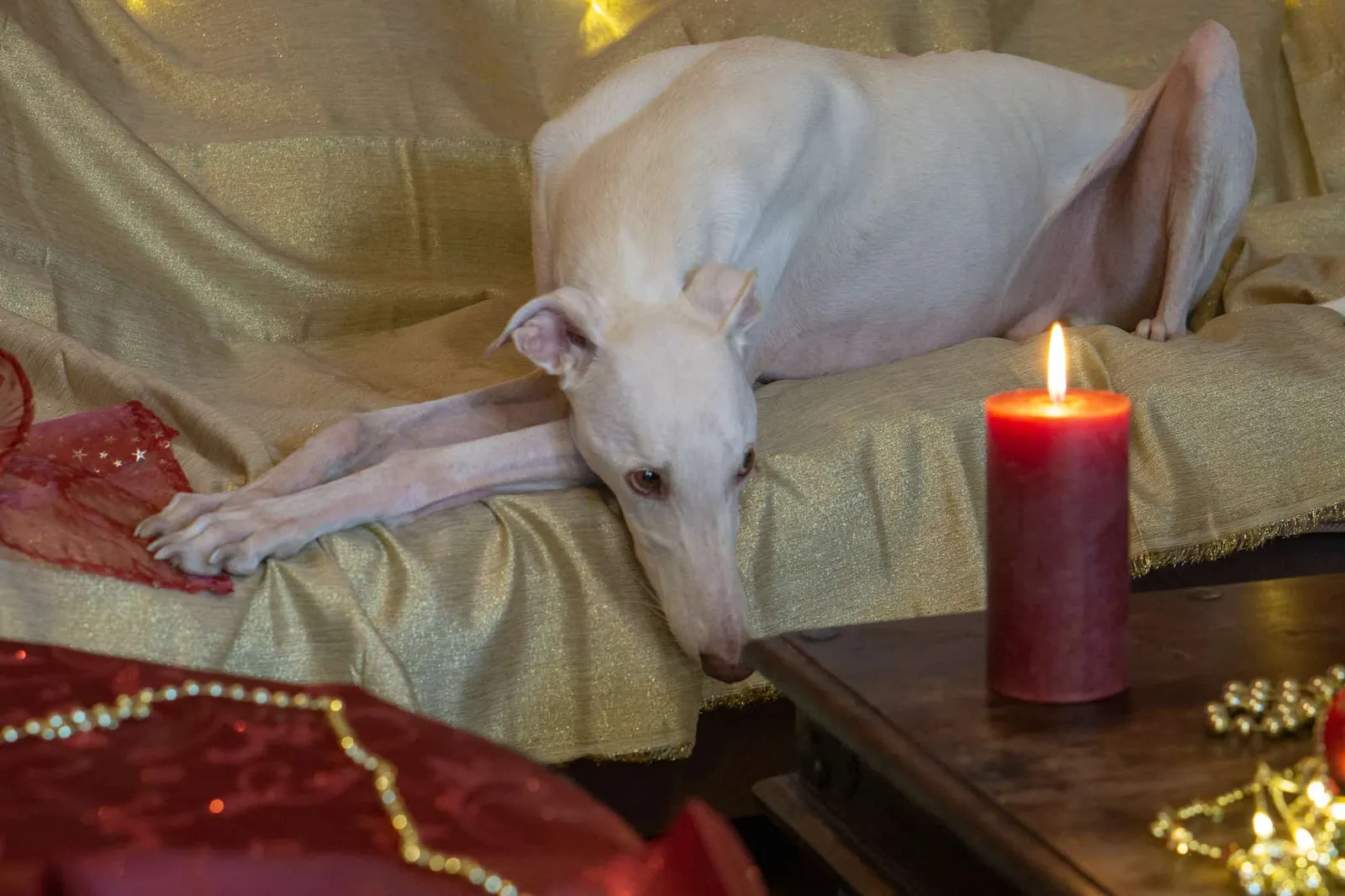 Murphy und die heiligen 3 Galgos - Neroli