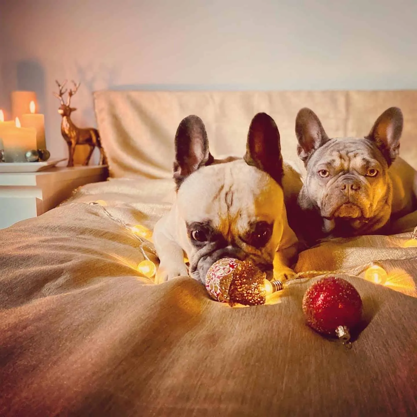 Weihnachtshund mit Christbaumkugel