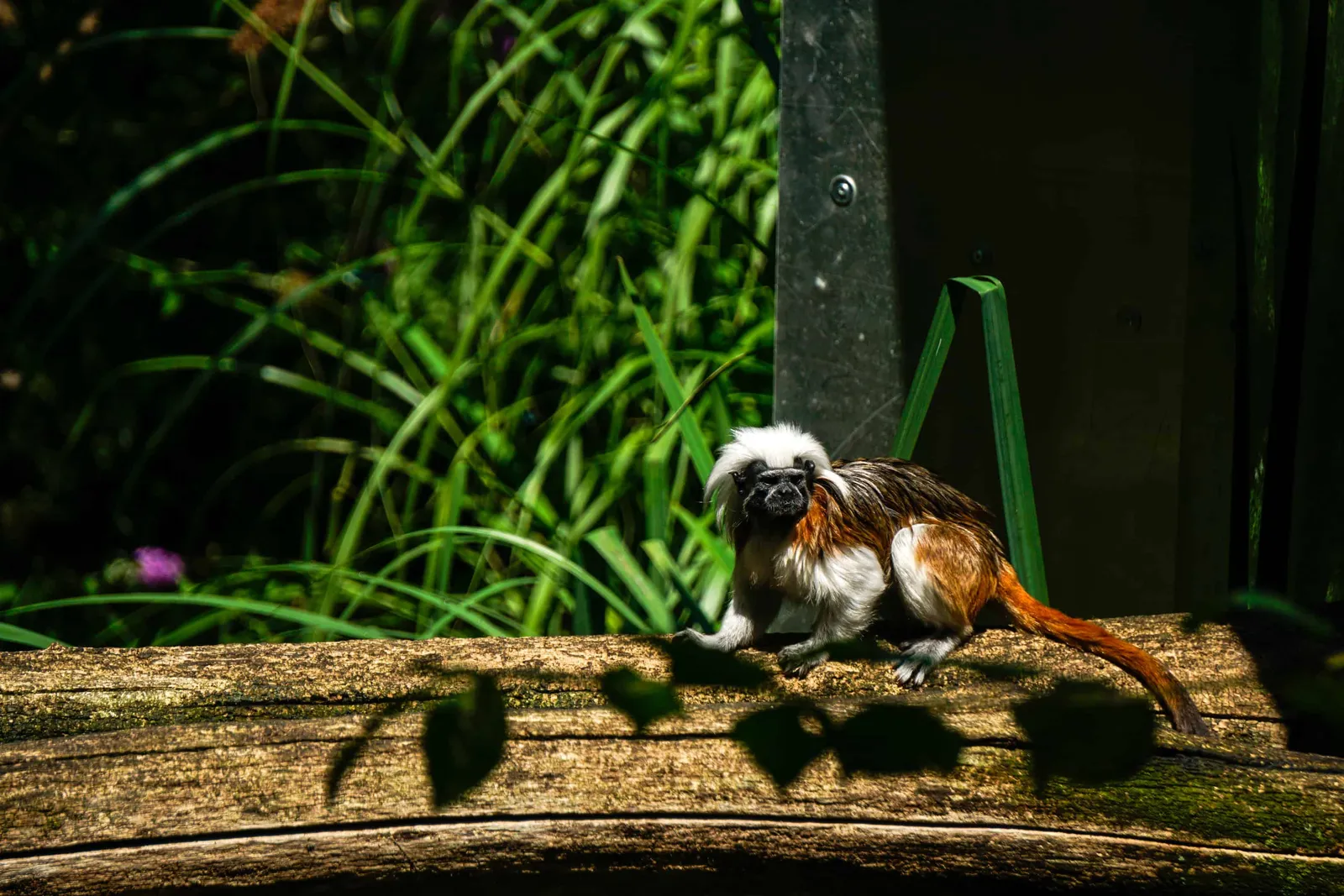 Ausflug Hund Tierpark Herberstein