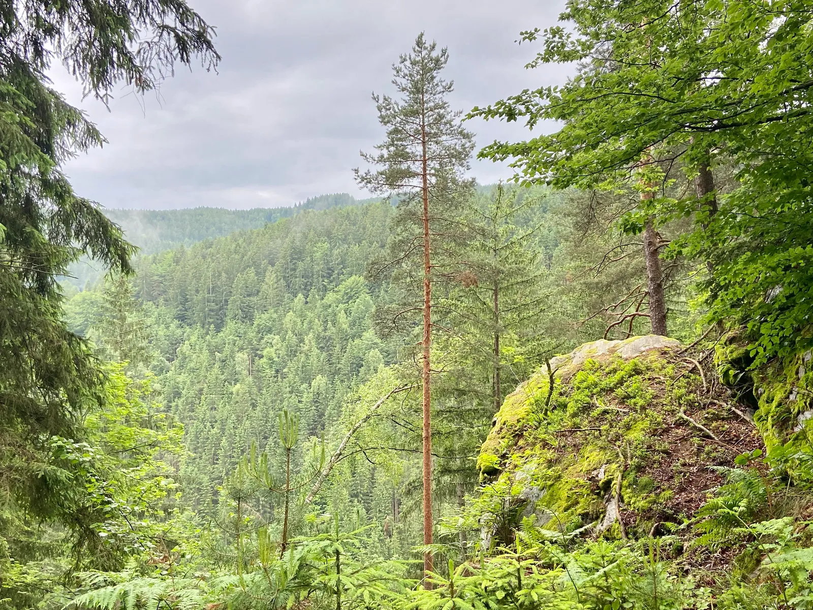 Ausblick in den Wald