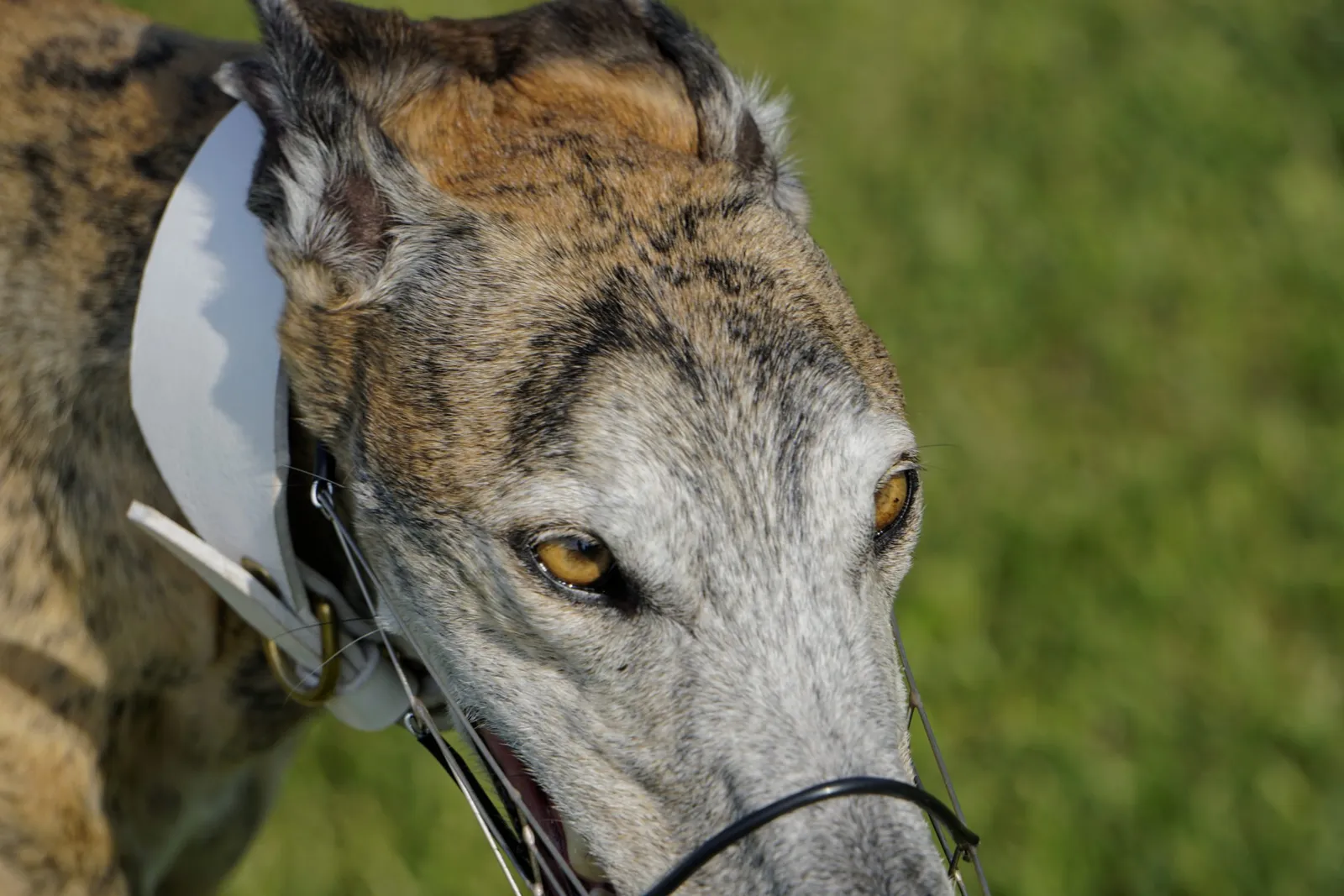 Galgos