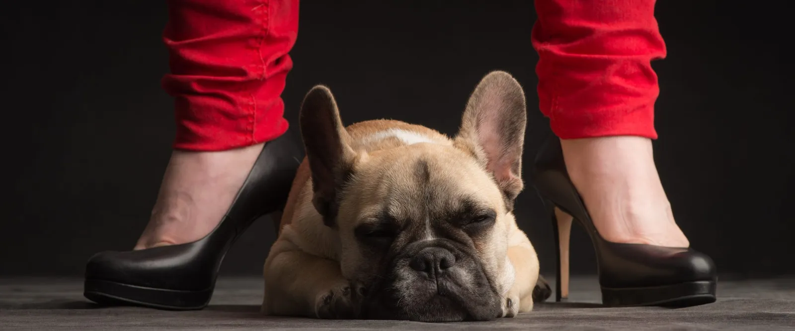 Welpe Französische Bulldogge