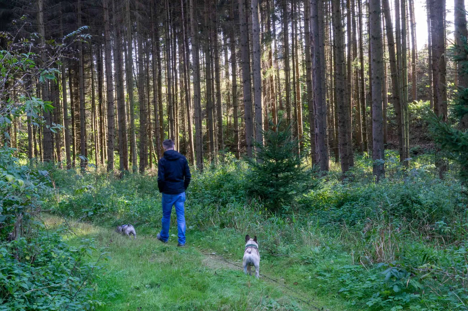 Waldviertel Zwettl Hundereise Riegersbach