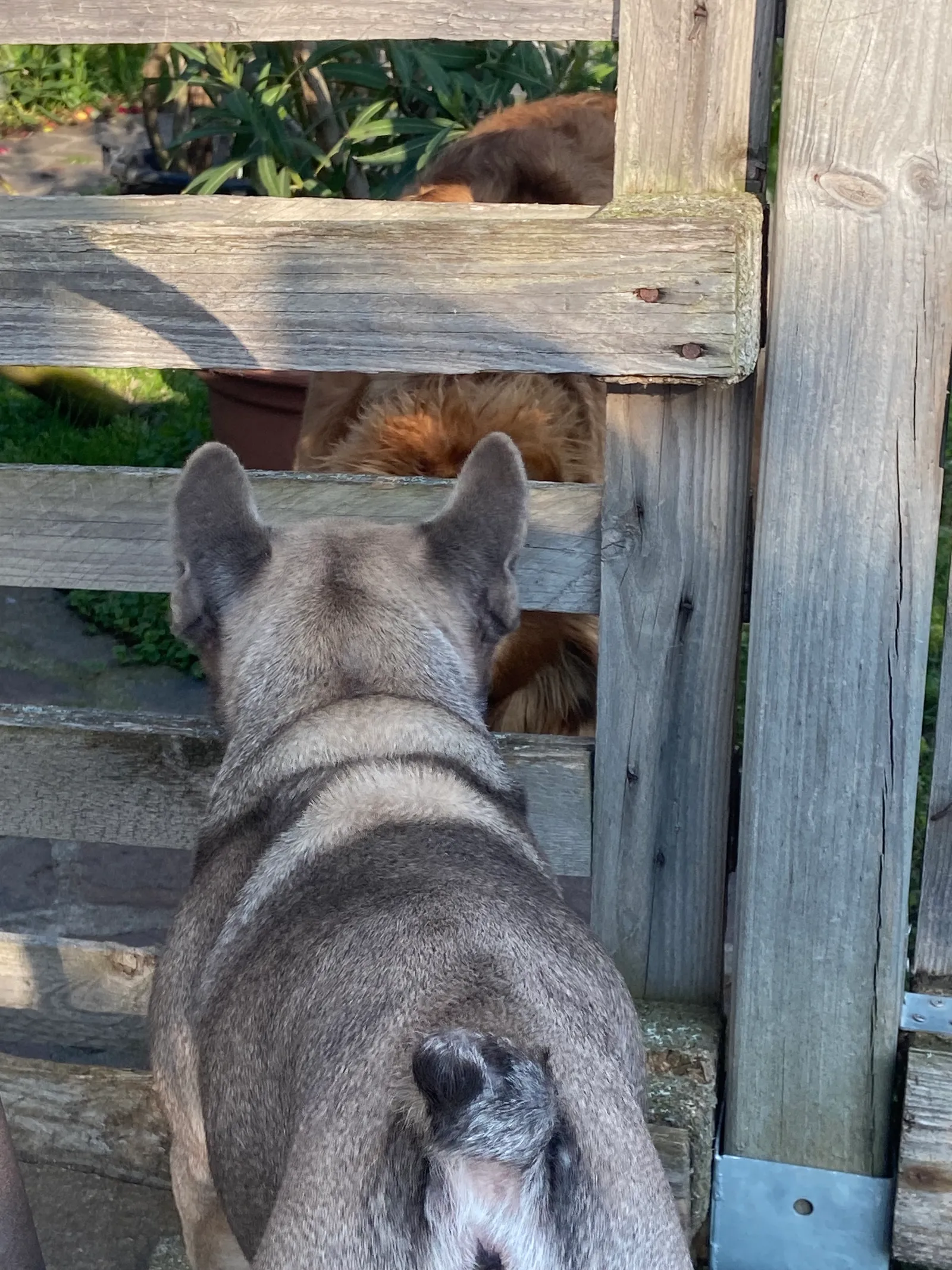 Archie_Balou_Hallo_Mörbisch