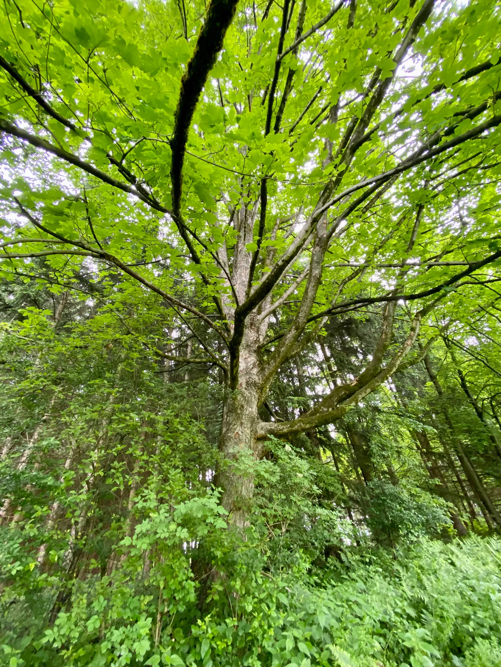 Gruener Baum