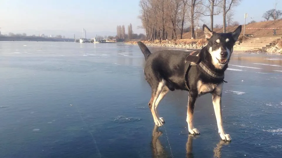 Markus, Kathi und das RUDEL. Gelebter Tierschutz