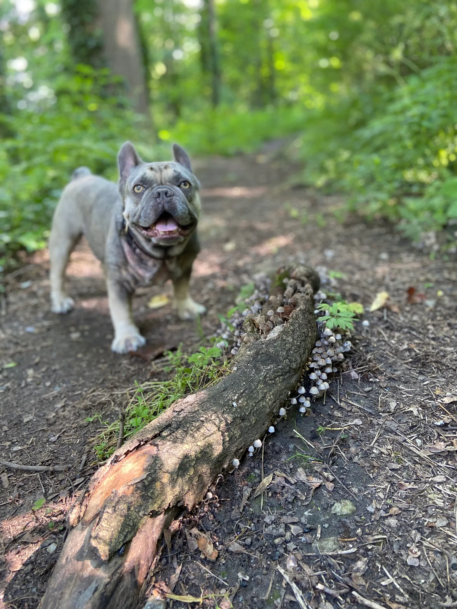 Wolfsberg Archie am Weg auf den Schlossberg