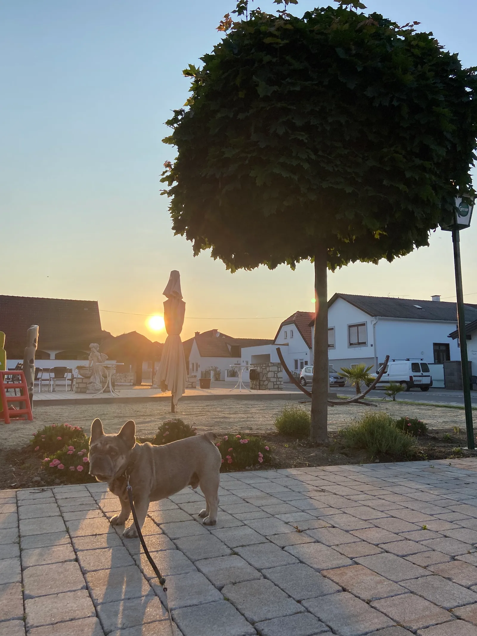 Archie_Abendgassi_Mörbisch
