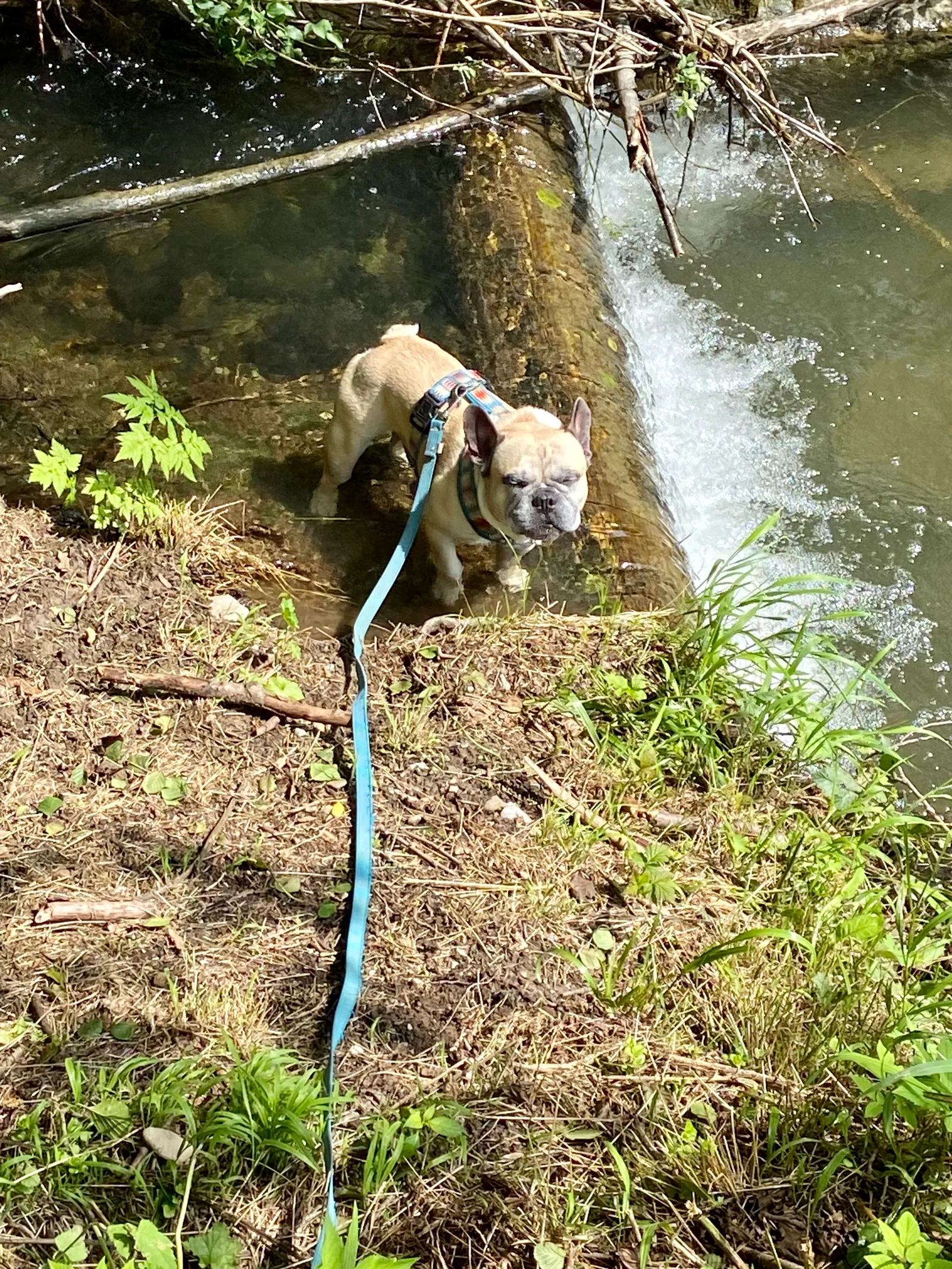 Murphy im Bach