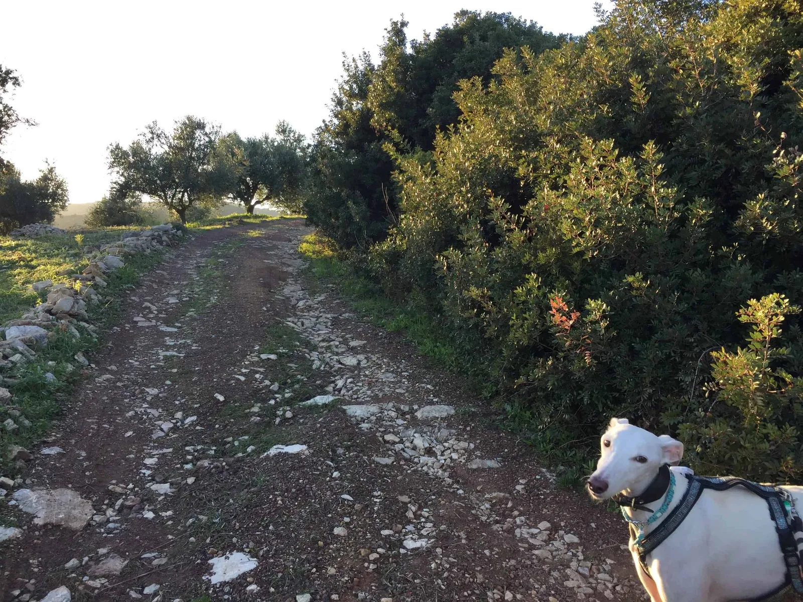 Urlaub mit Hund in Griechenland - über Aussteiger und Wanderungen