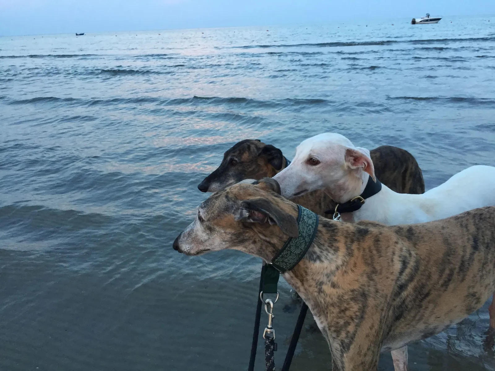 Urlaub mit Hund in Italien - Spanische Galgos in Cavallino-Treporti