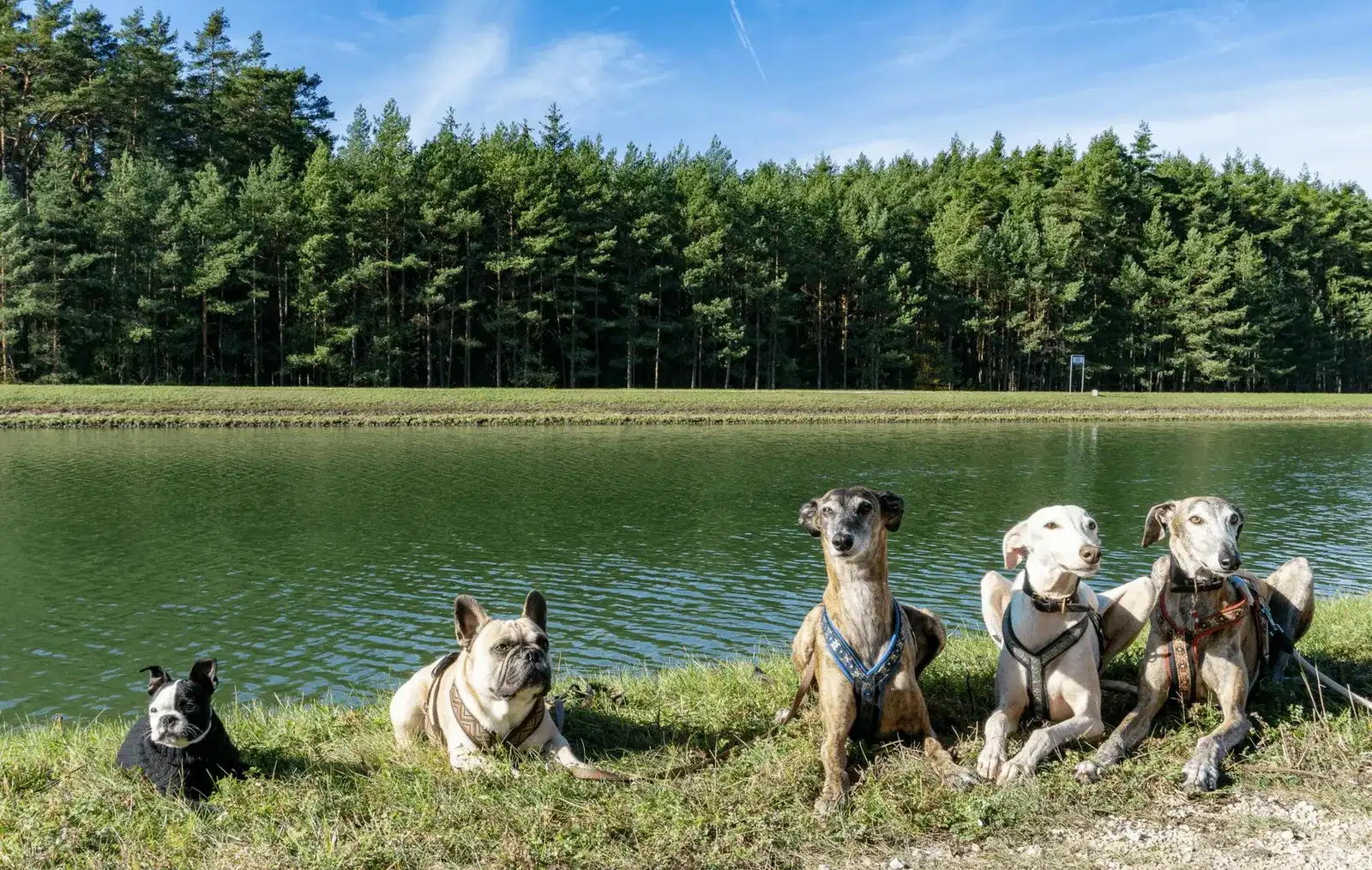 Urlaub mit Hund in Nürnberg Umgebung, Deutschland
