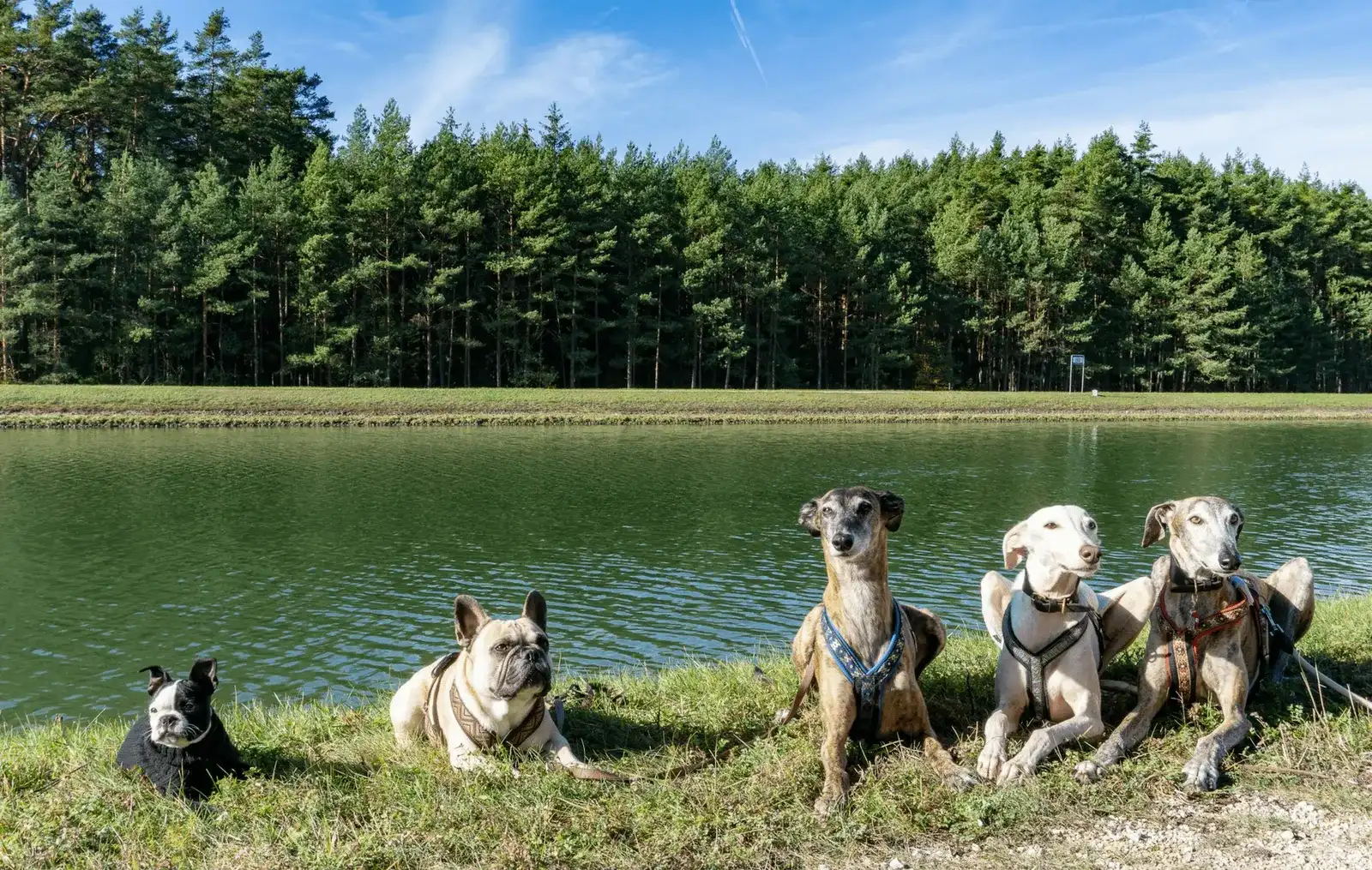 Urlaub mit Hund in Nürnberg Umgebung, Deutschland