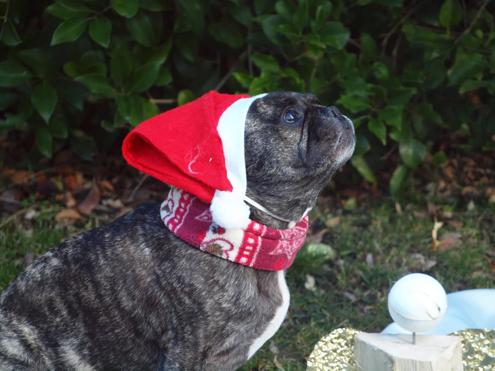 French Bulldog