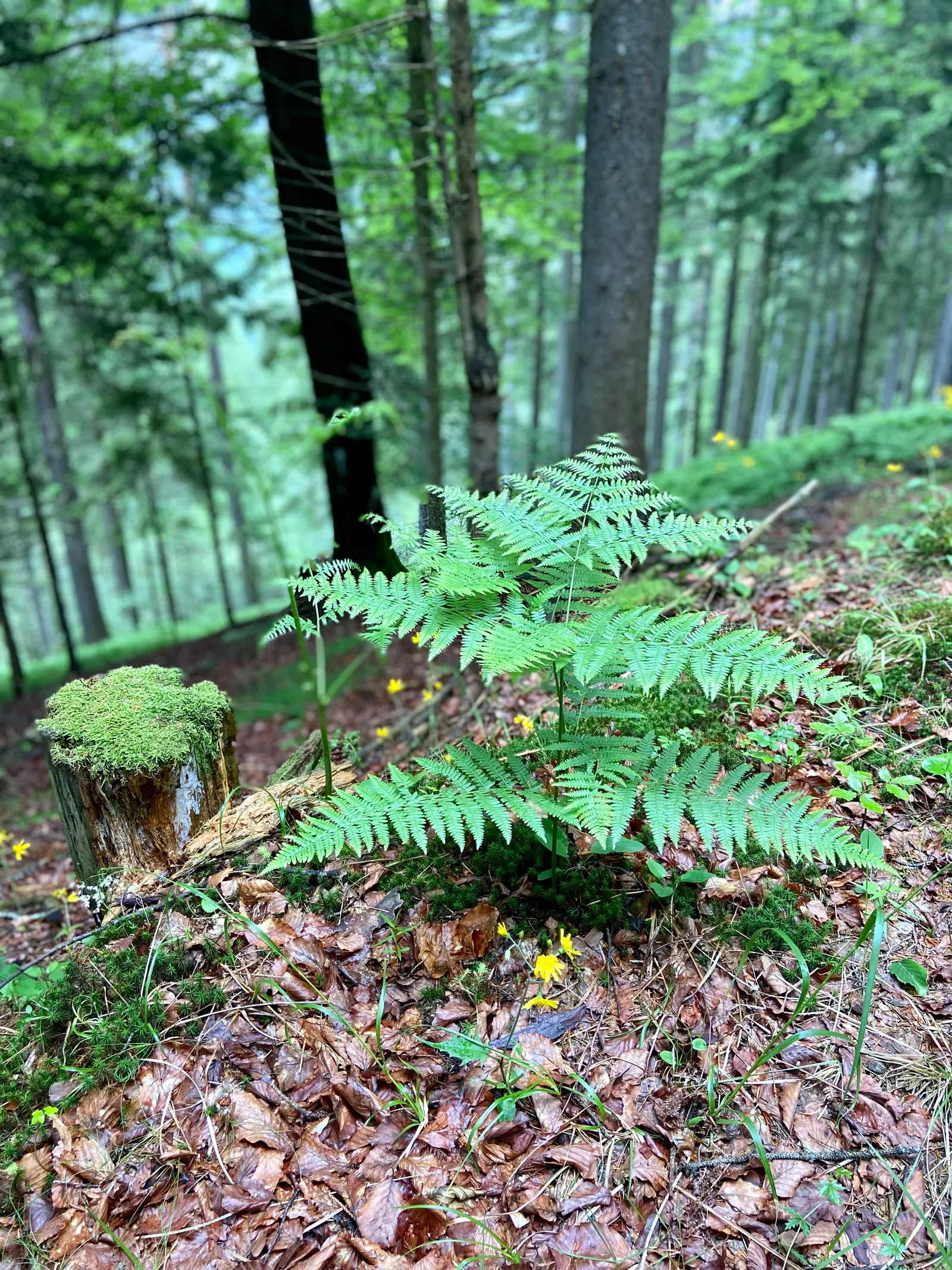 Farn am Wegesrand
