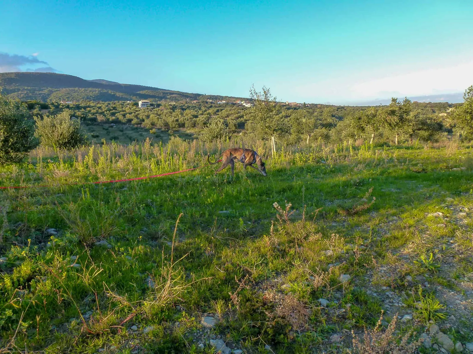 Urlaub mit Hund in Griechenland - über Aussteiger und Wanderungen