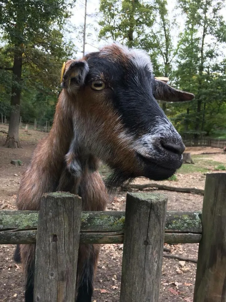 Ausflug mit Hund zu den Wölfen im Wildpark Ernstbrunn, NÖ