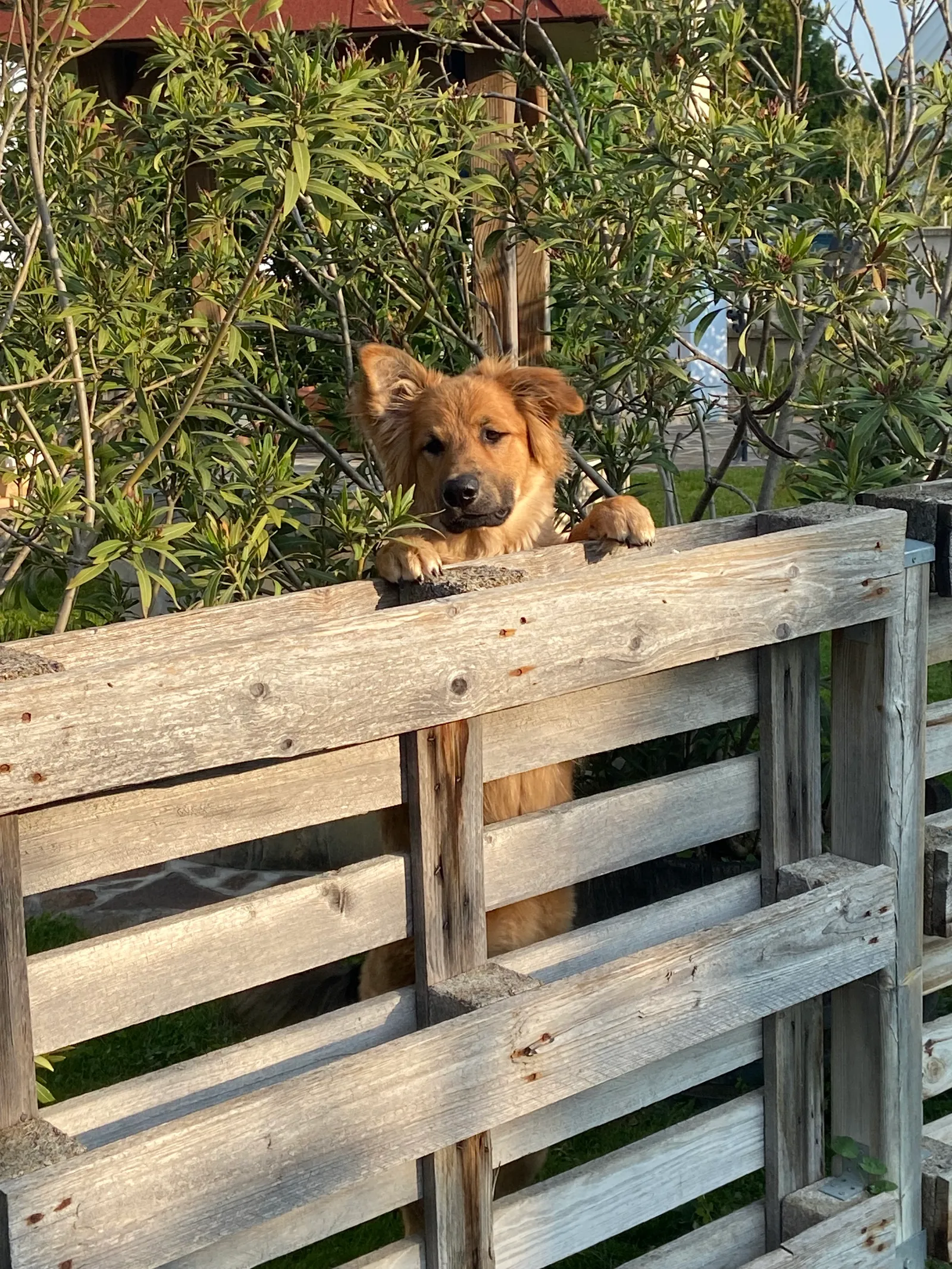 Balou_Haushund_Mörbisch