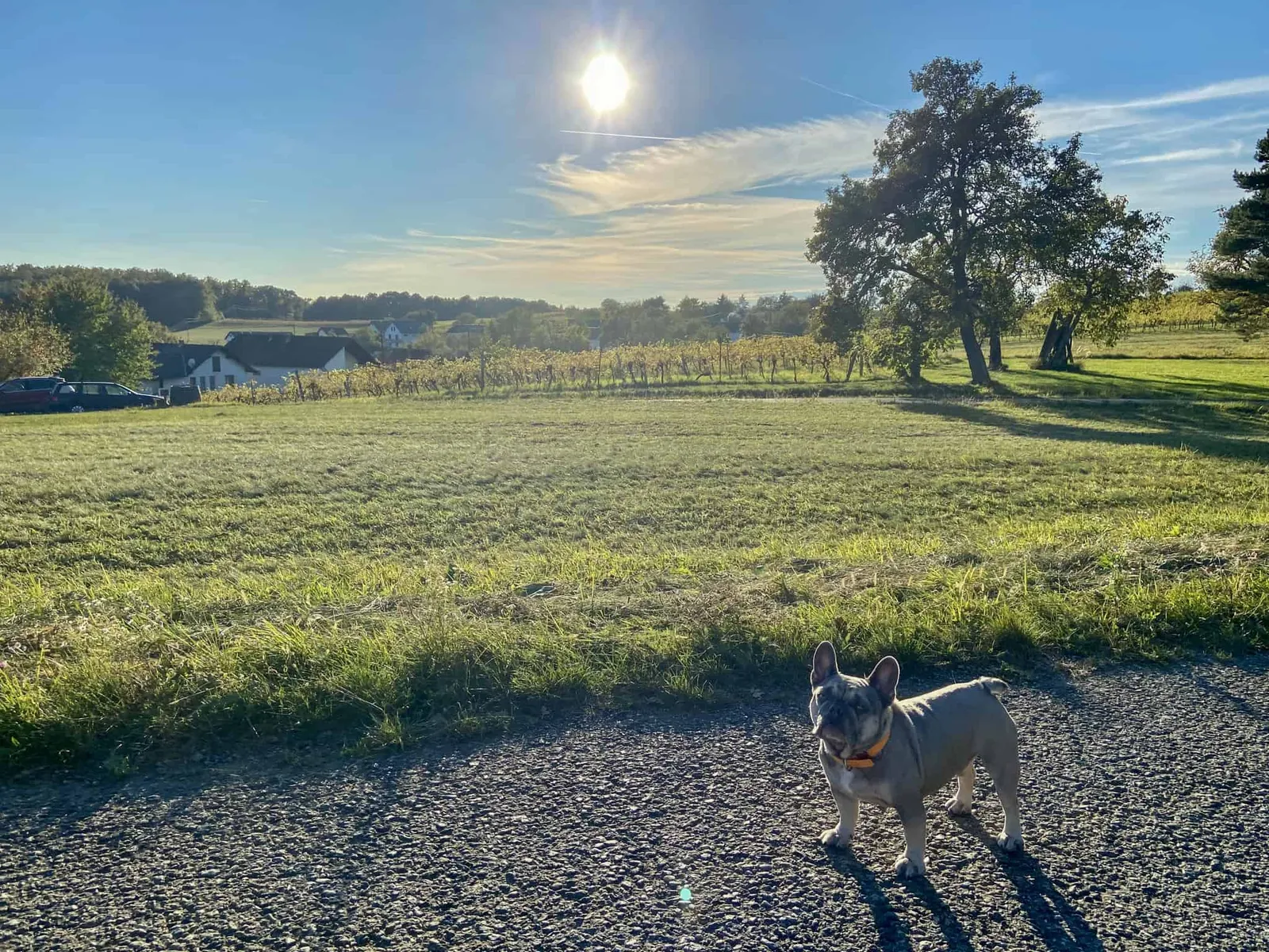 Archie vor der Südburgenland Landschaft
