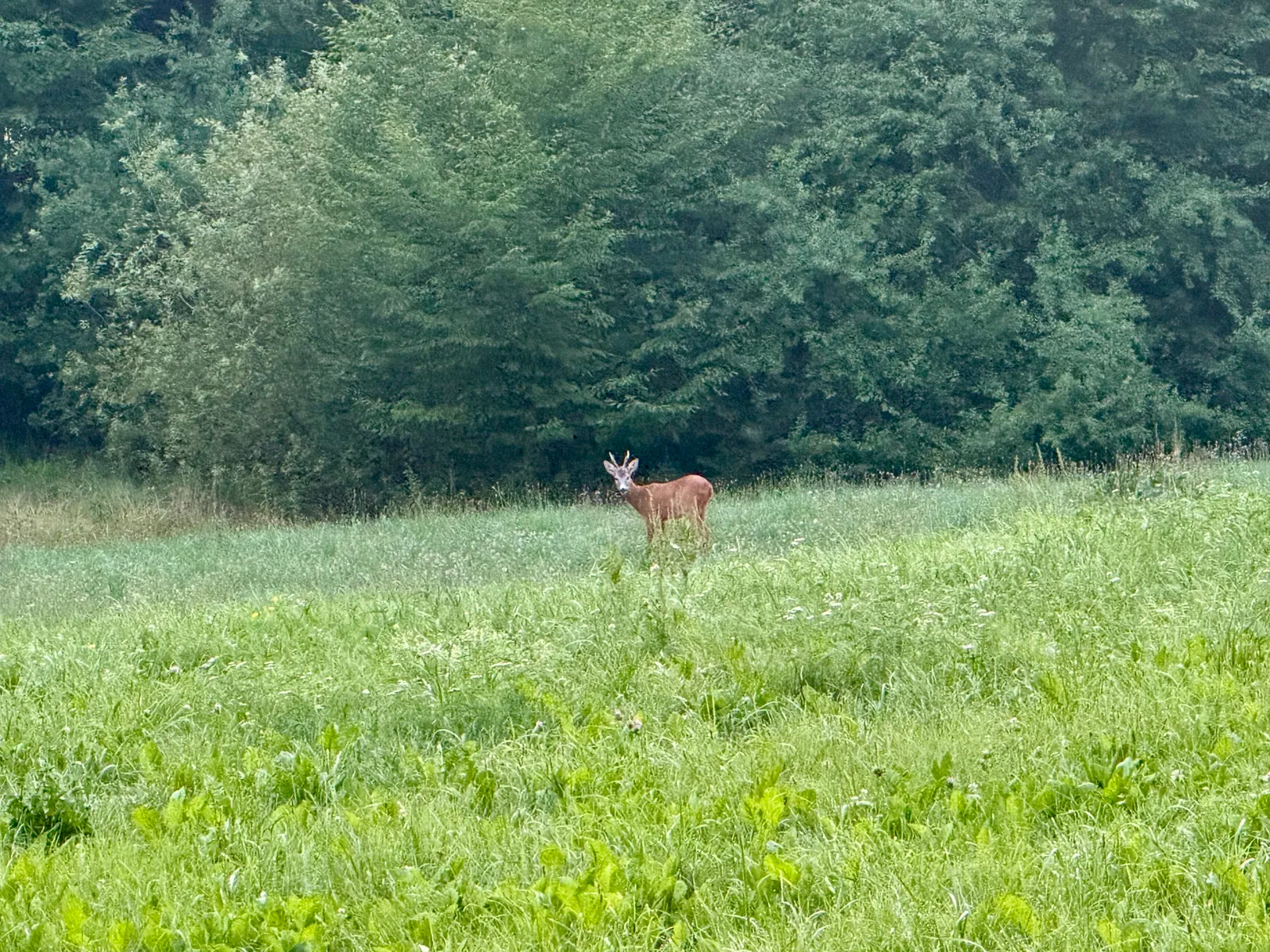 Ein Reh steht auf einer grünen Wiese am Waldrand in Slowenien.