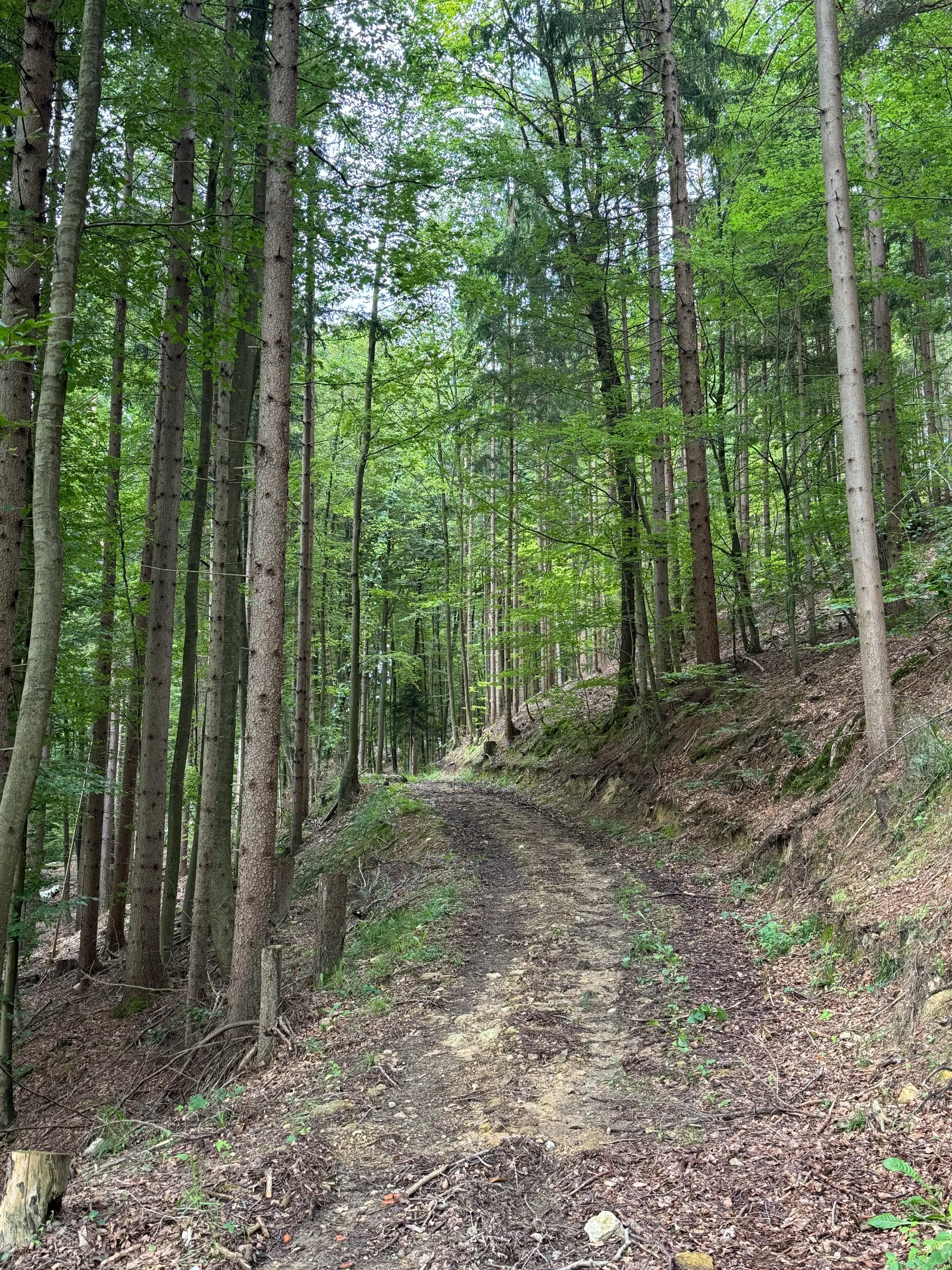 Schmaler Waldweg zwischen hohen Bäumen in einem Mischwald in Slowenien.
