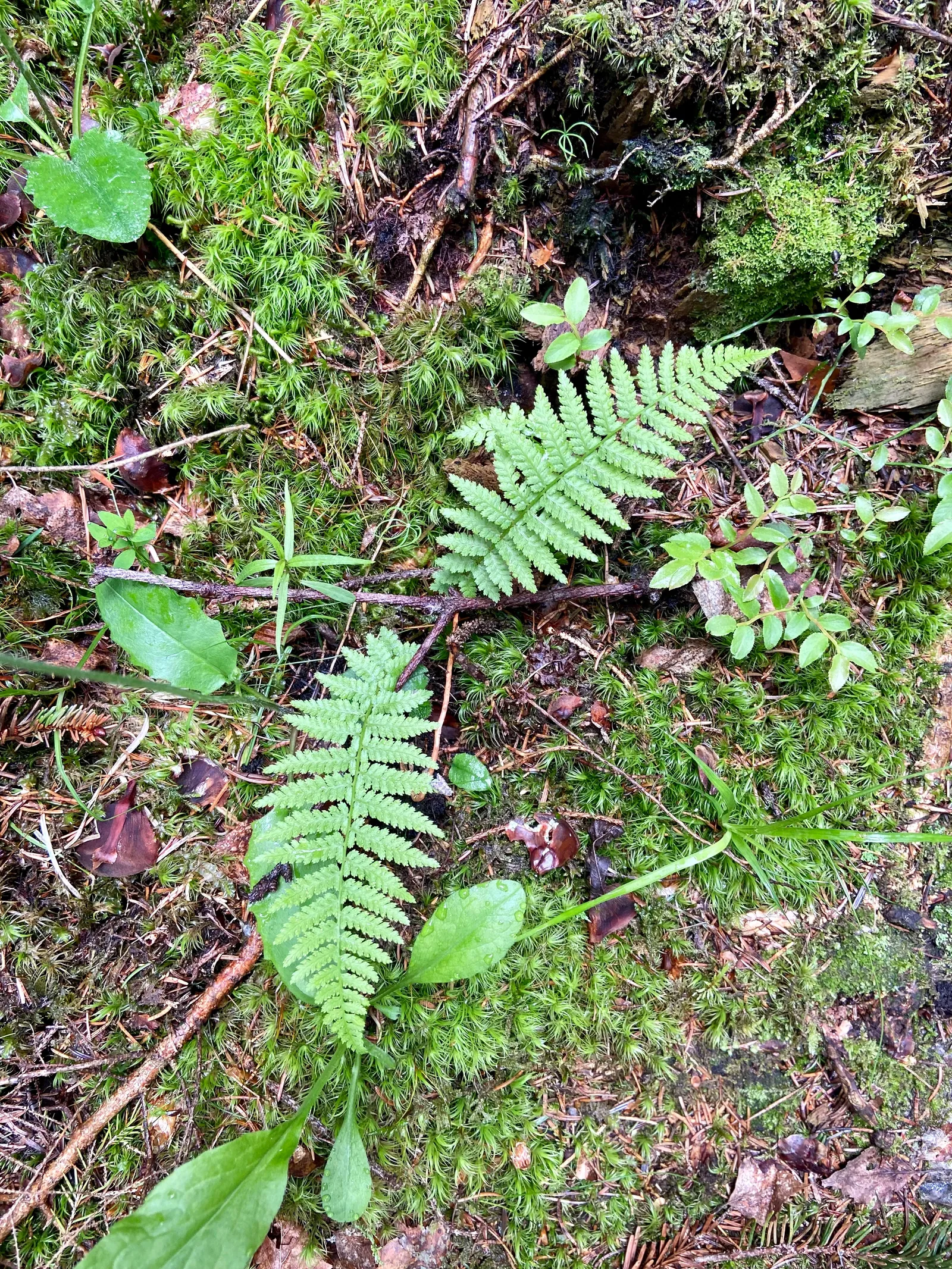 Hoiswirt Modriach Runde Farn