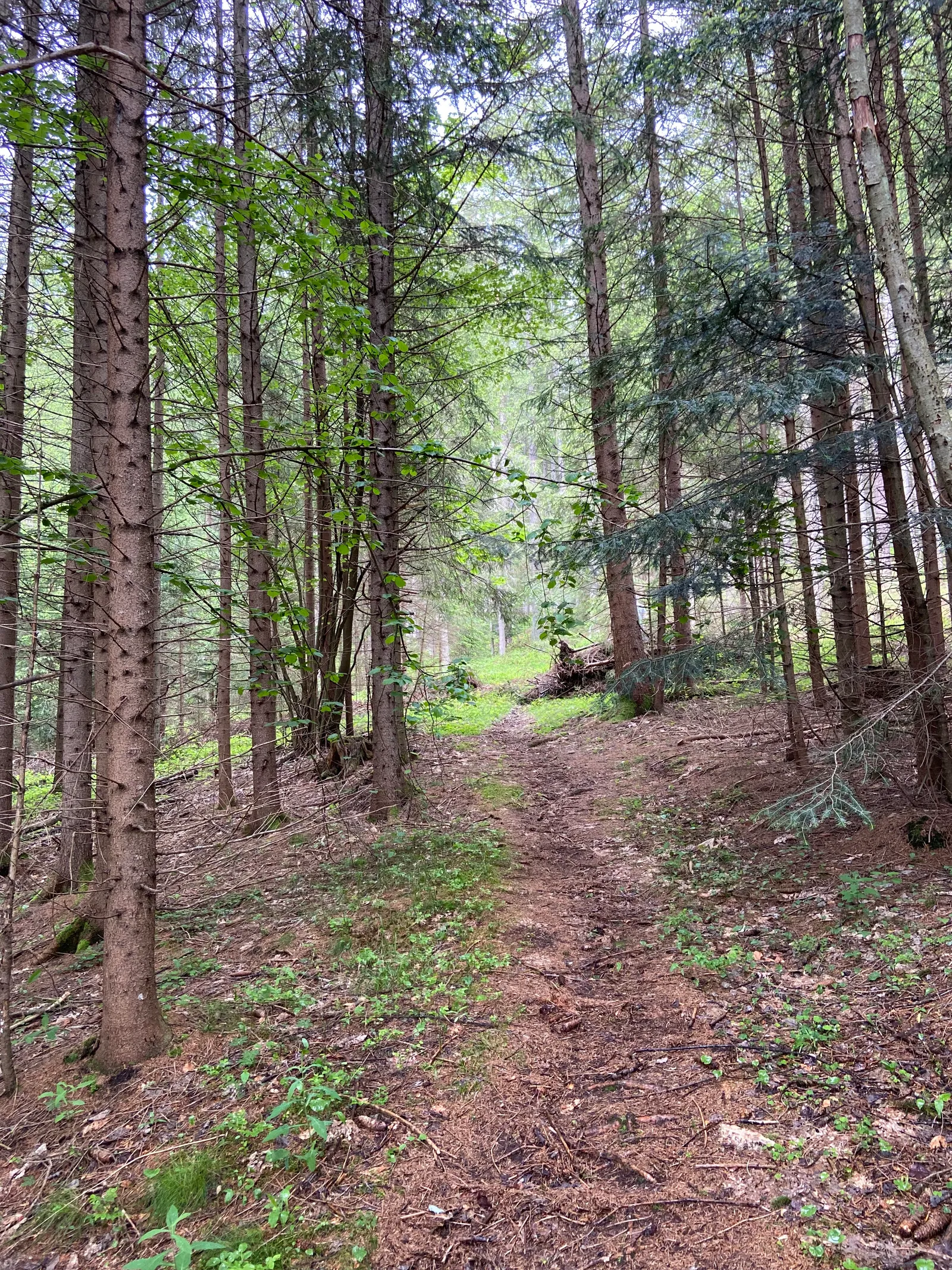 Waldweg hinter dem Garten