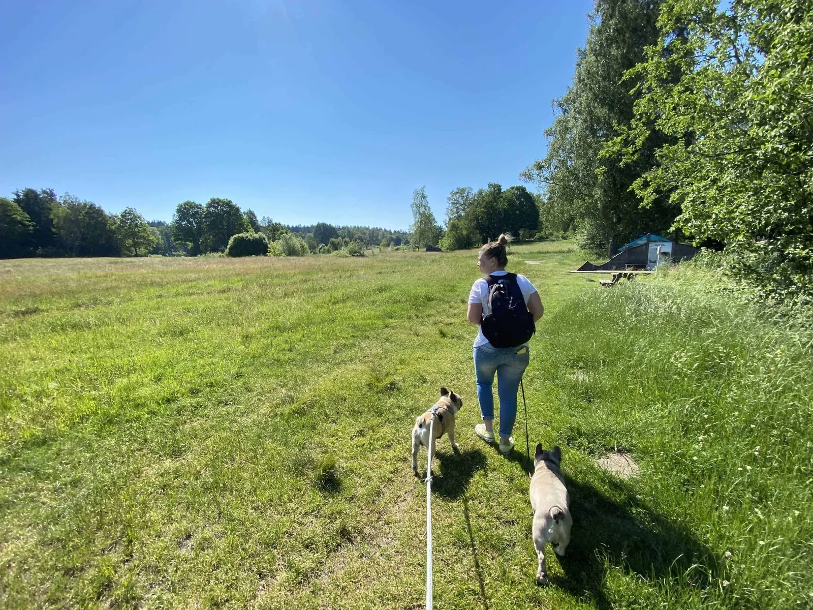 Frau mit 2 Bulldoggen Wiese und Wald