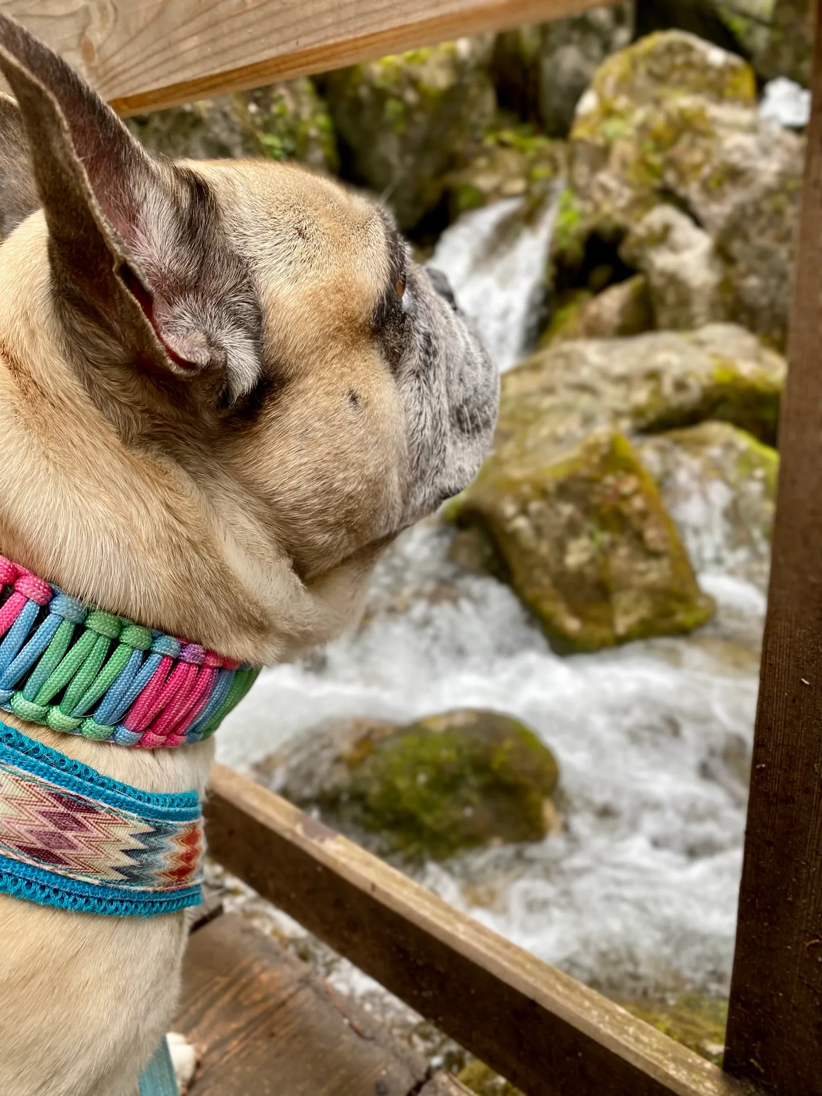 Myrafälle mit Hund, Ausflug in NÖ