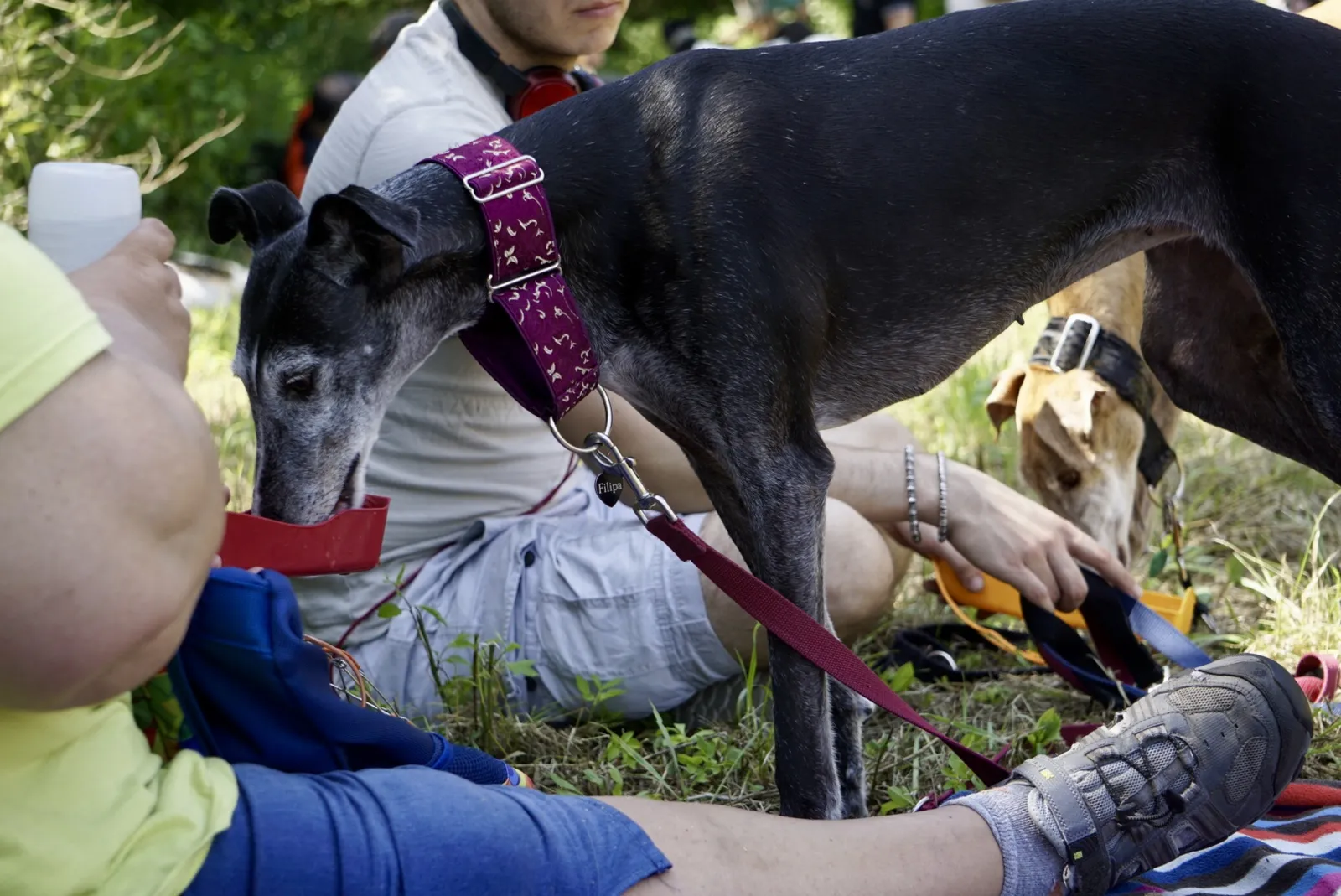 Galgo
