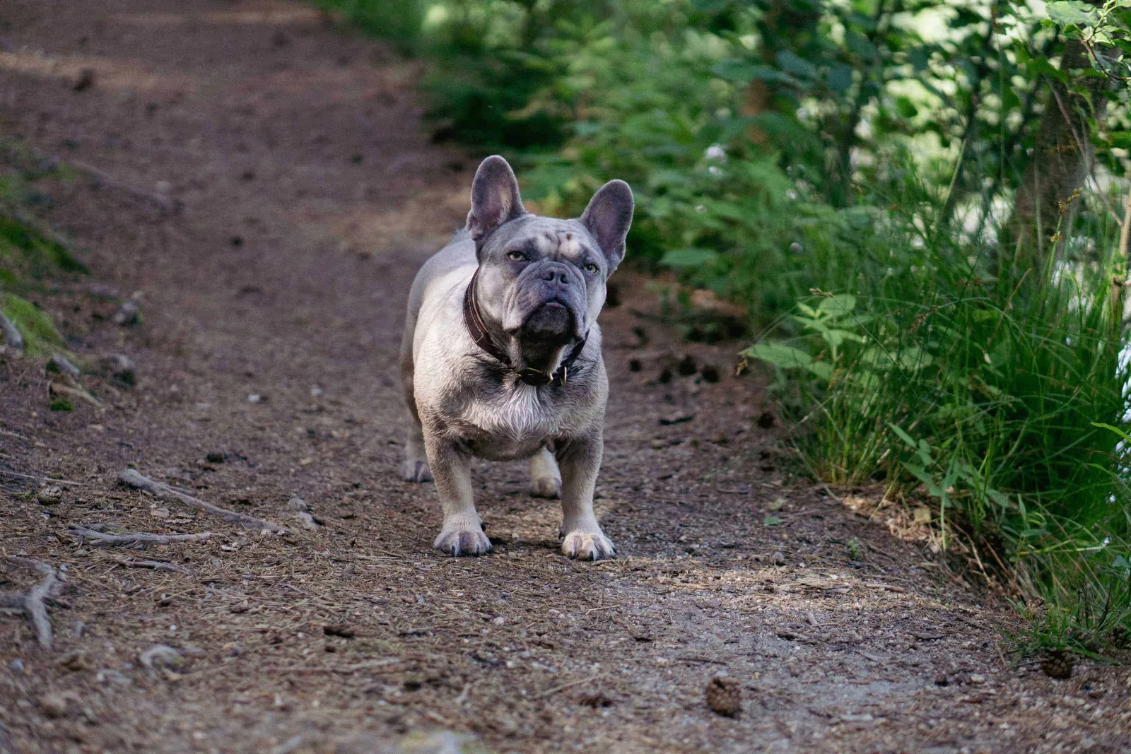 Archie steht und schaut