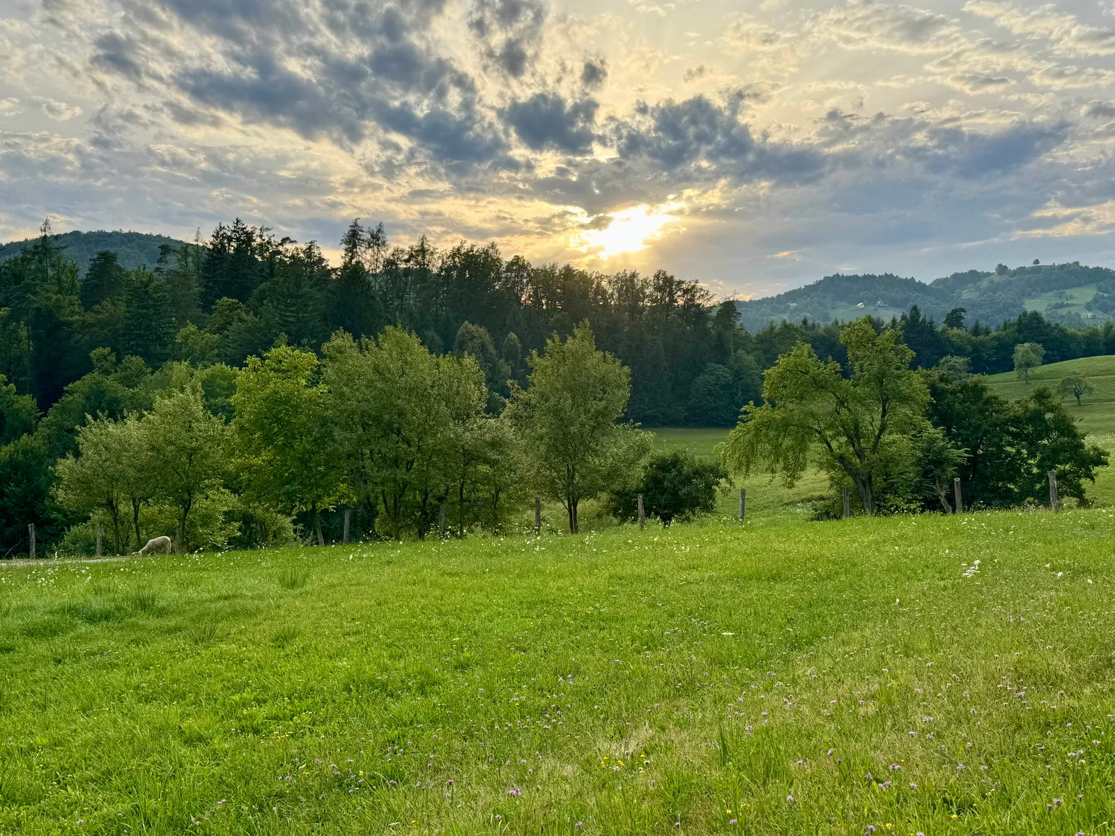 Grüne Wiesen und Bäume beim Lavender Hill im Abendlicht mit bewölktem Himmel und Hügeln.